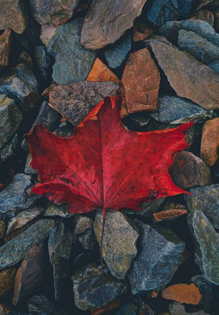 iPad 2021, maple leaf, red, SD Phone Wallpaper
