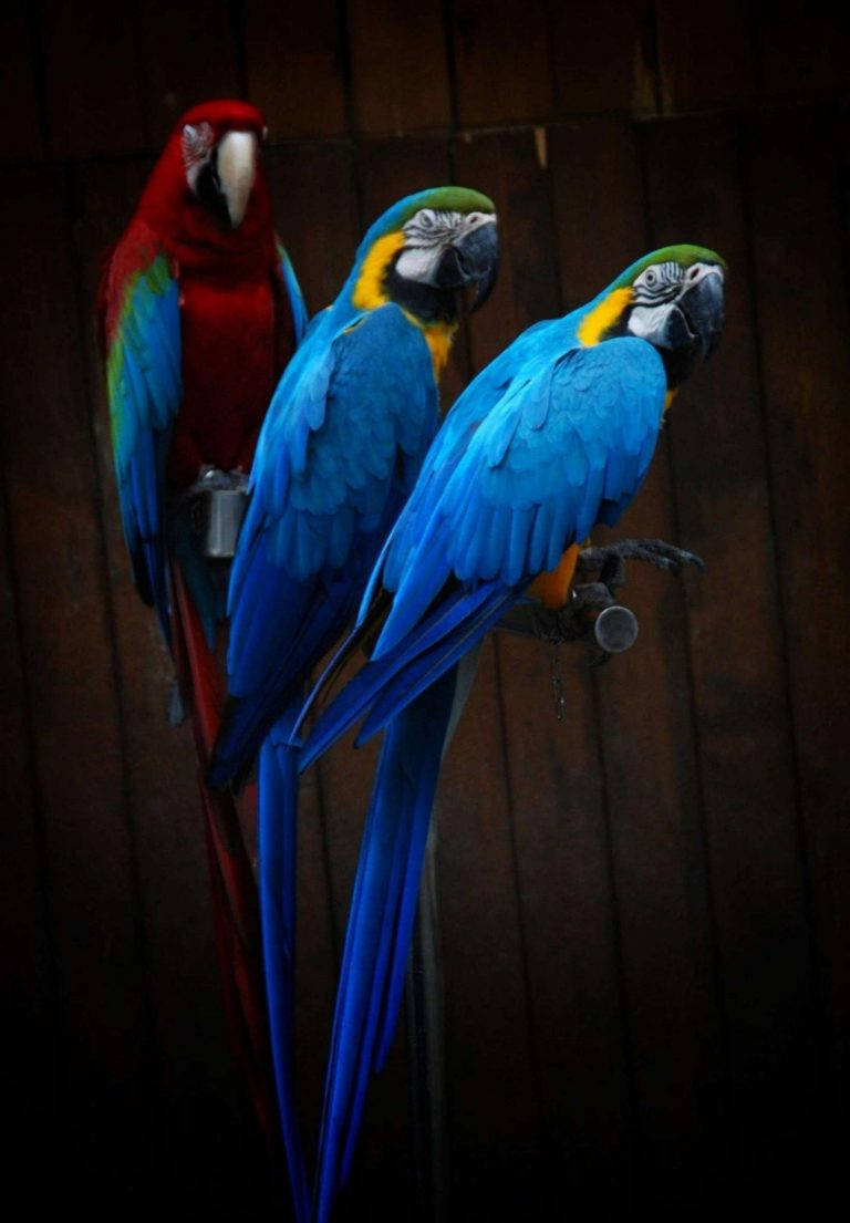 iPad 2021, macaws, blue, SD Phone Wallpaper