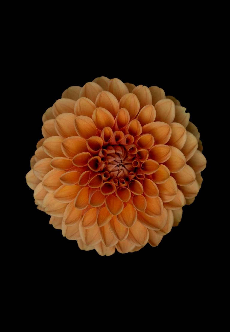 iPad 2021, orange dahlia flower, black background, SD Phone Wallpaper