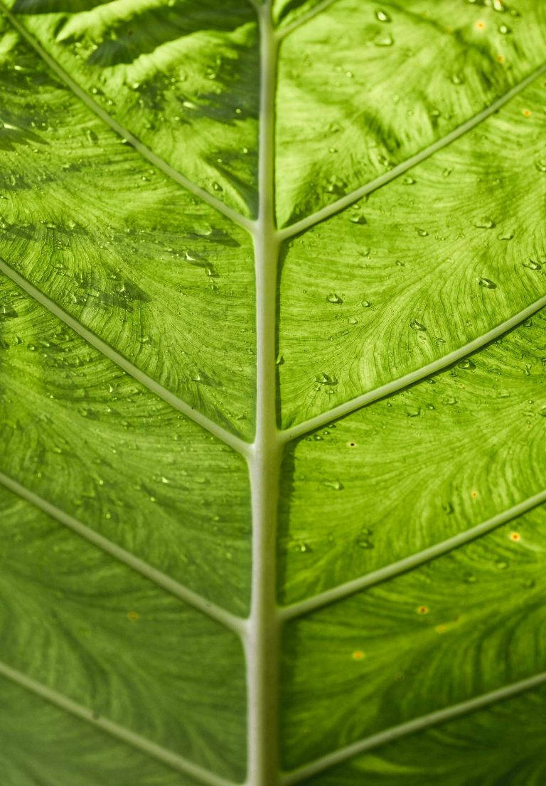 iPad 2021, wet green leaf, vibrant green, SD Phone Wallpaper