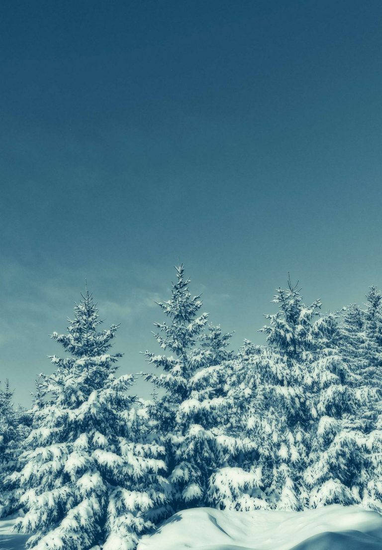 iPad 2021, snowy forest, snow-laden evergreen trees, SD Phone Wallpaper