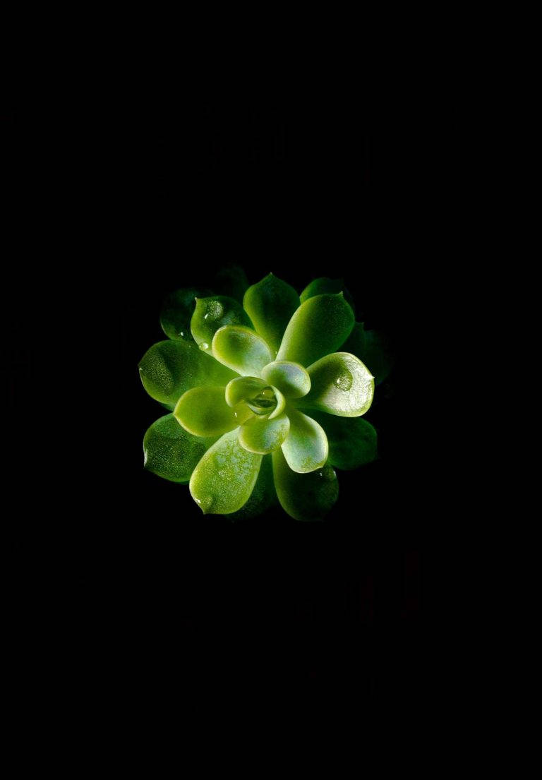 iPad 2021, succulent, dew drops, SD Phone Wallpaper