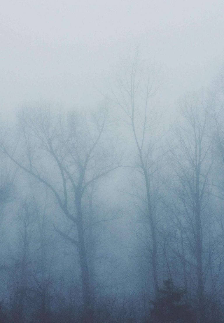 Foggy Forest, iPad 2021, blue-gray fog, SD Phone Wallpaper