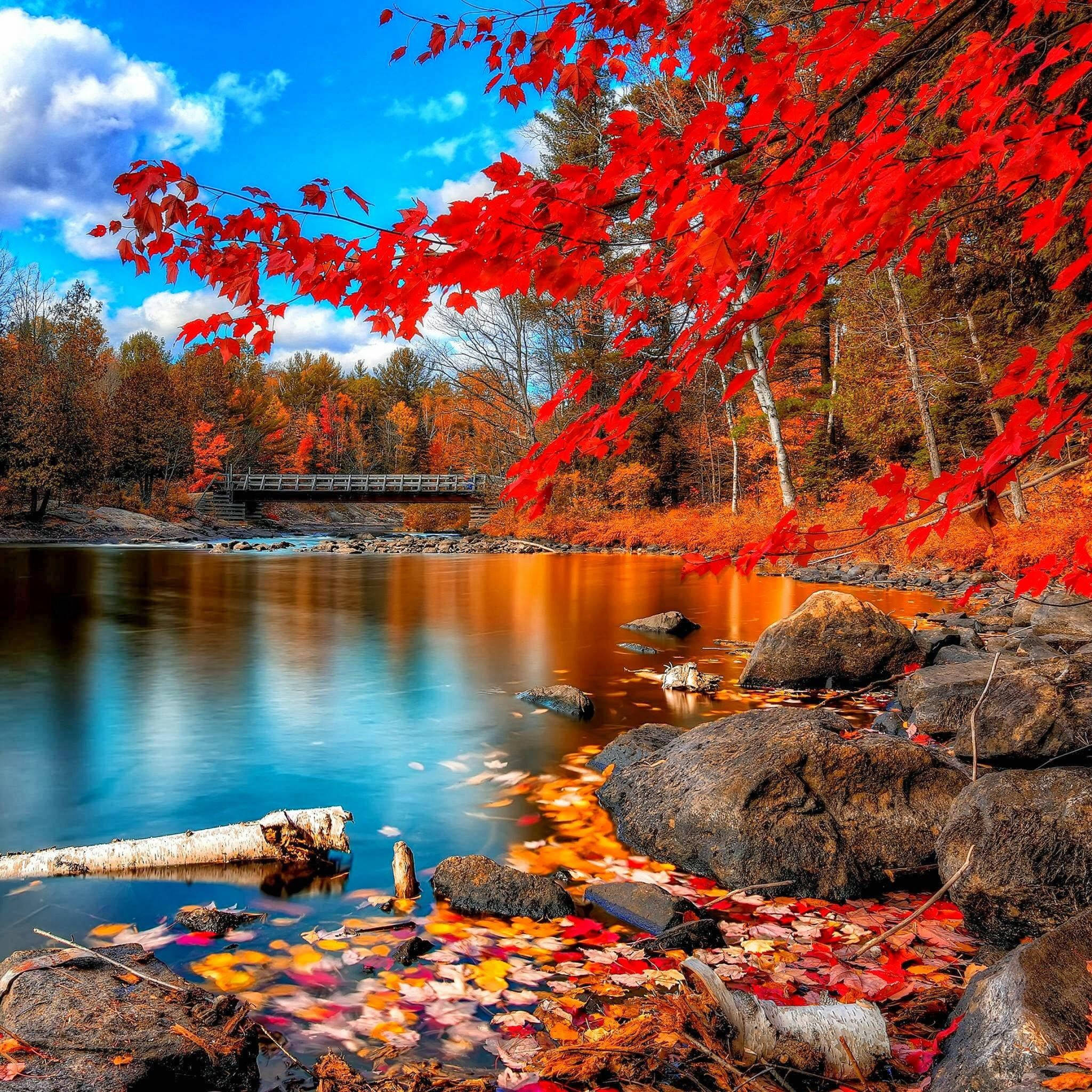 iPad Air 4, autumn red tree, red maple leaves, Full HD Desktop Wallpaper