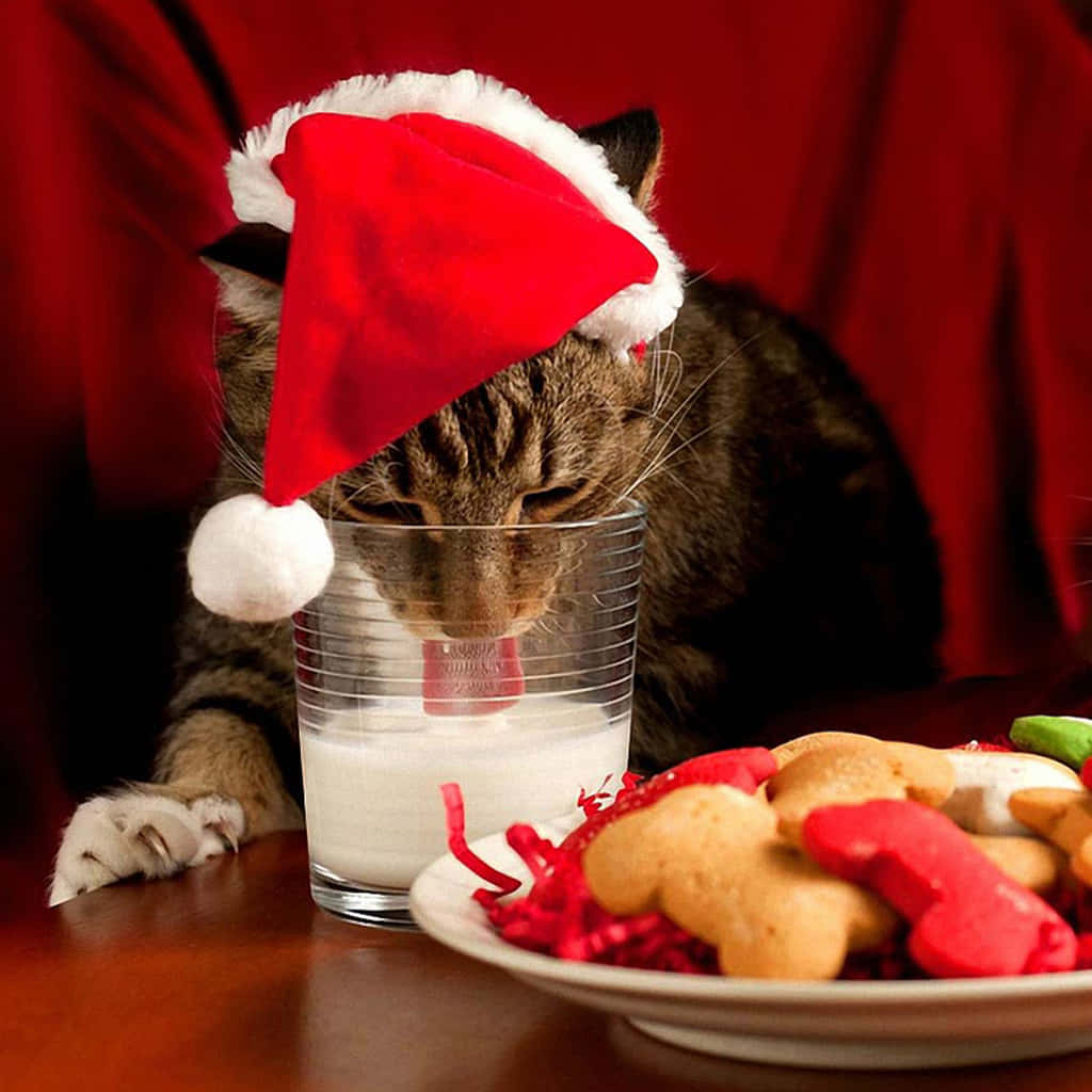iPad, Christmas, tabby cat, SD Desktop Wallpaper