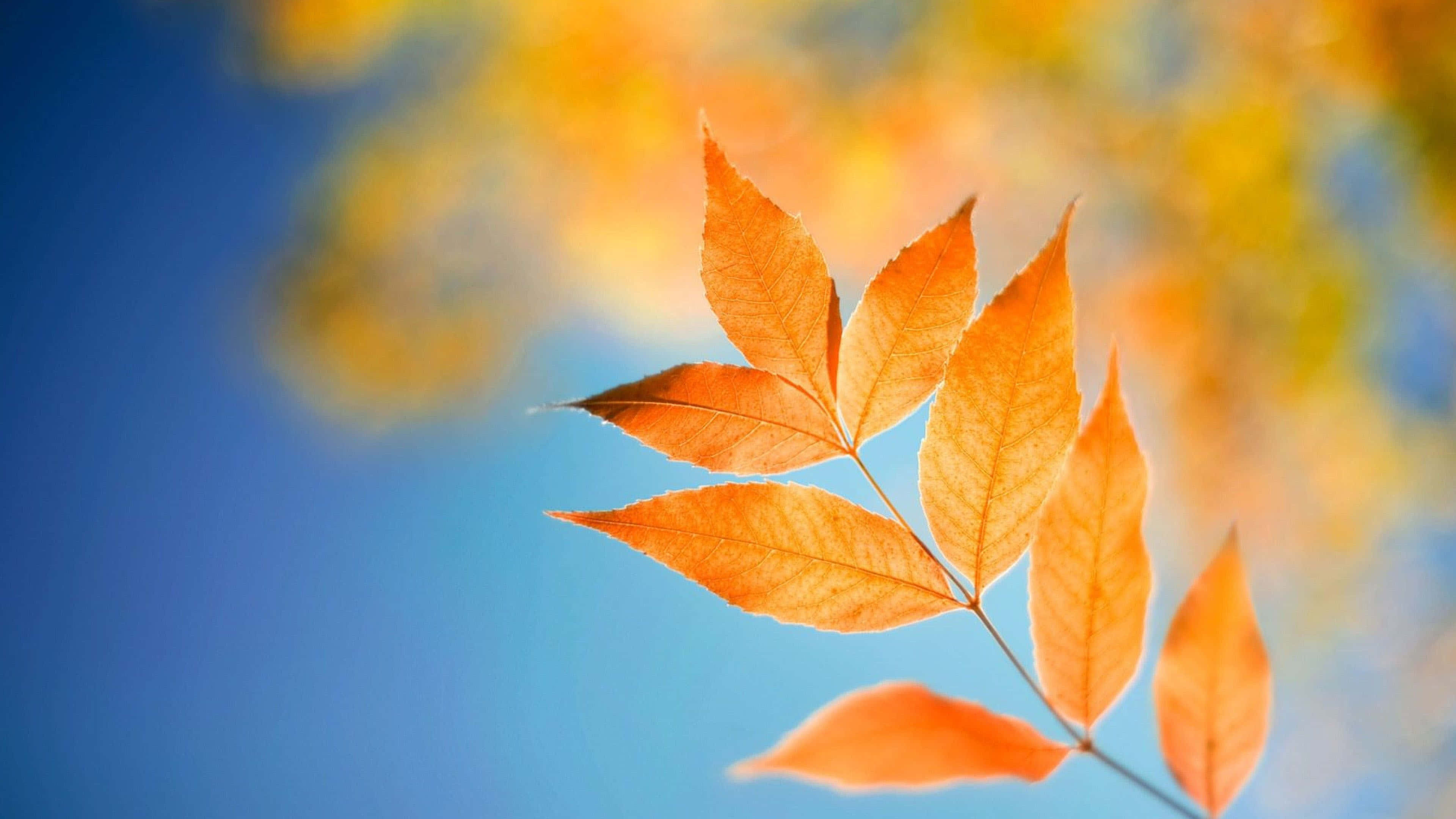 orange leaf branch, clear blue sky, blurred golden foliage, 4K Desktop Wallpaper