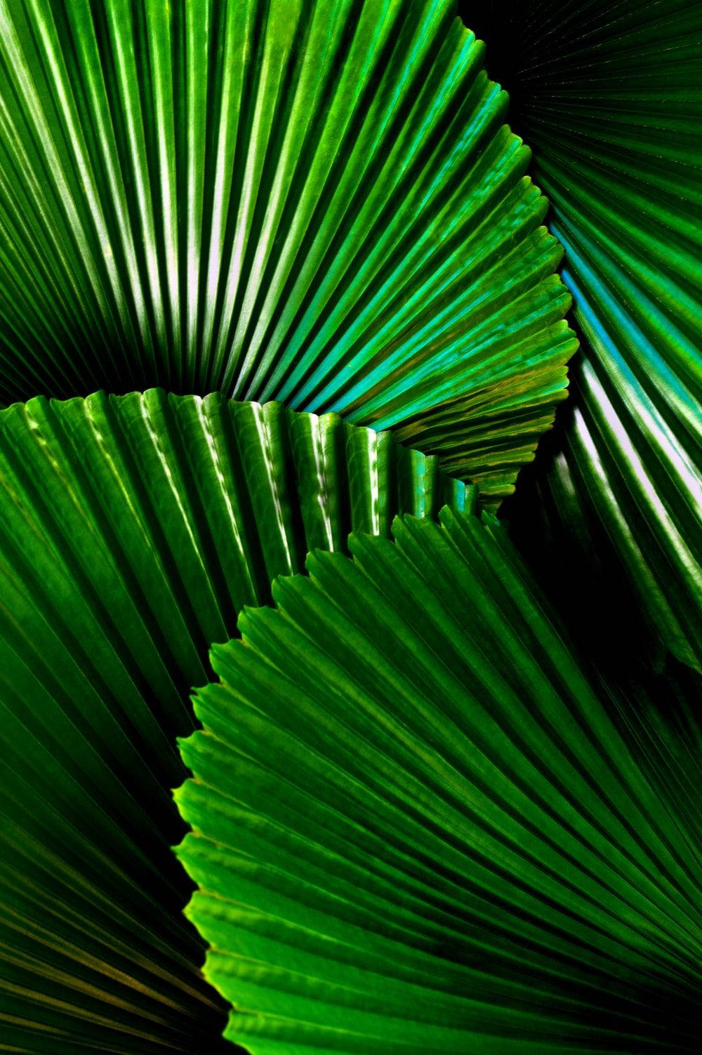 Fan Leaf, iPad Mini, vibrant green, HD Phone Wallpaper