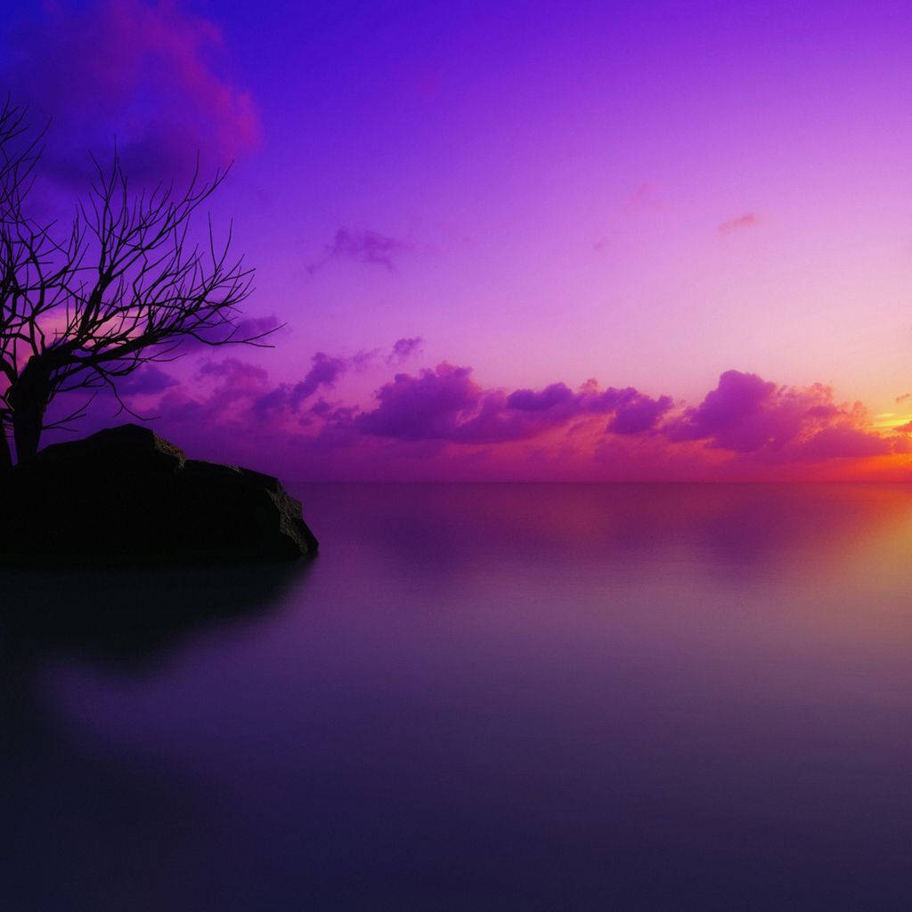 iPad Mini, purple sunset, bare tree, SD Desktop Wallpaper