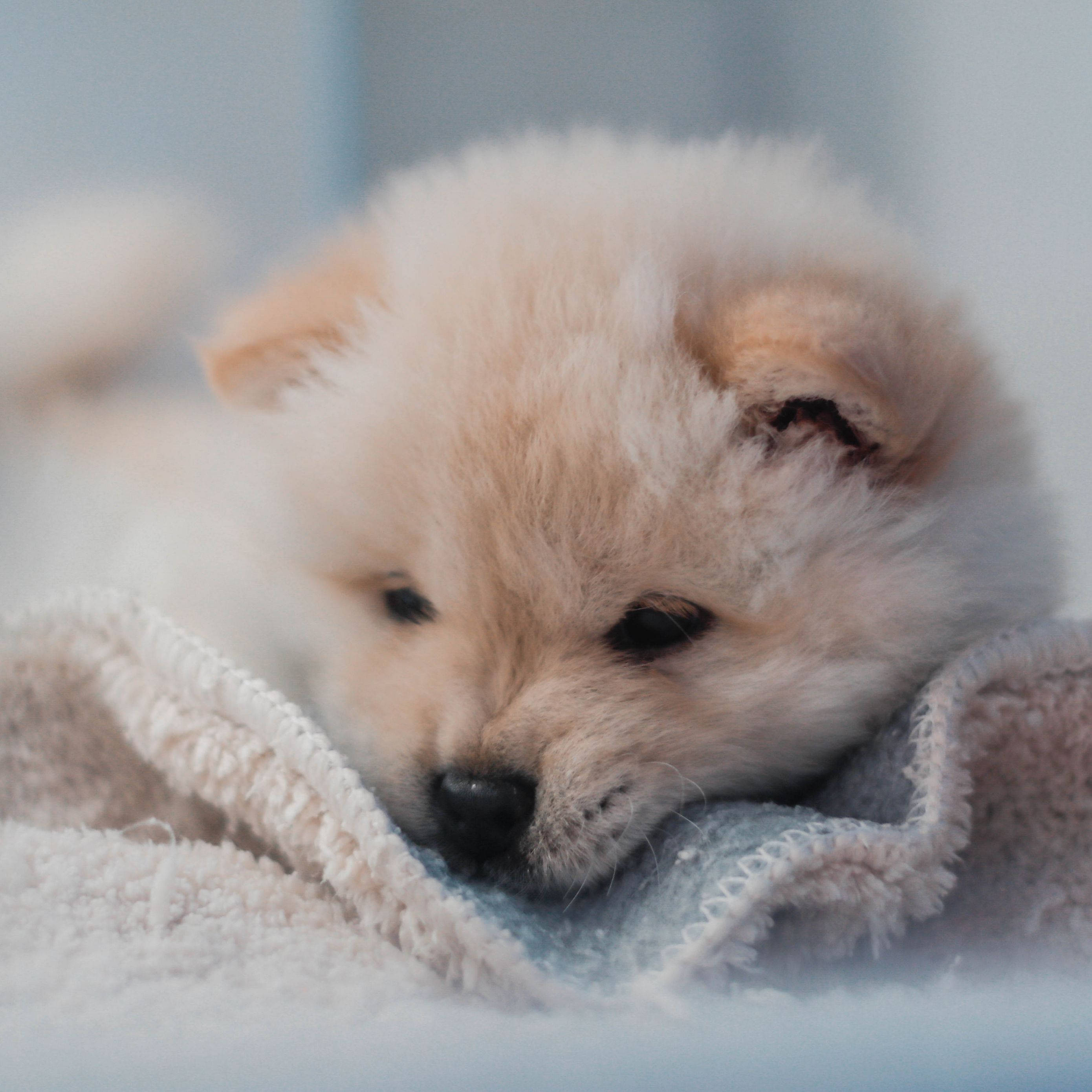 iPad Pro, puppy, cream-colored, 2K Desktop Wallpaper