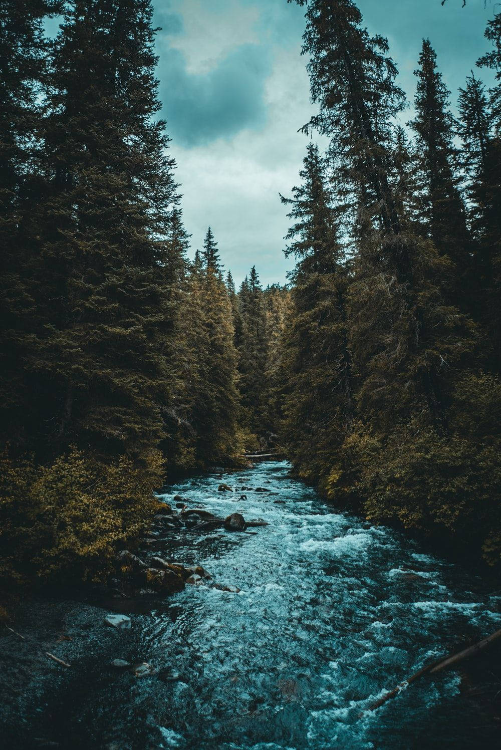 iPad Pro, river, dense forest, HD Phone Wallpaper