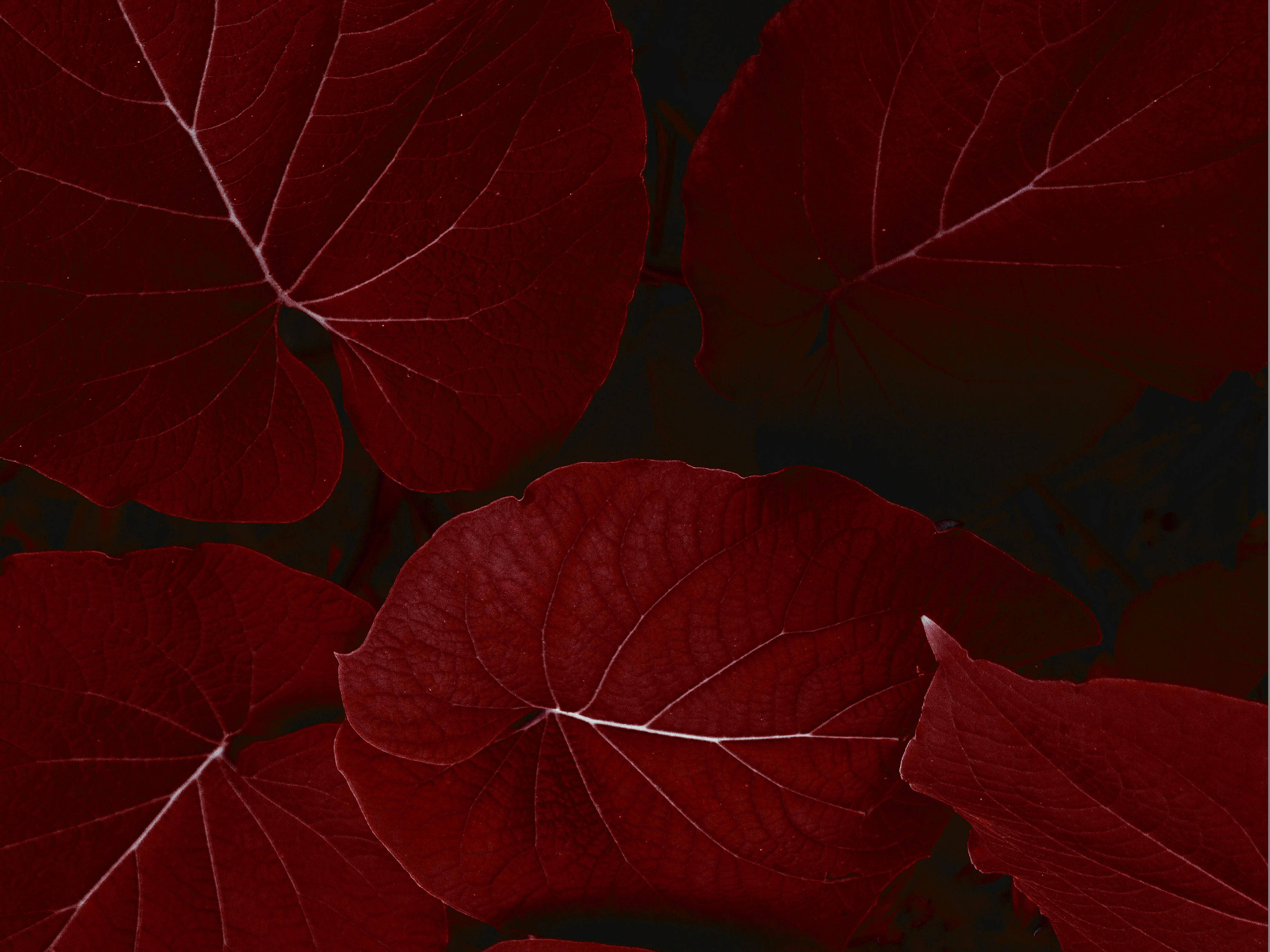 iPad Pro, red leaves, intricate white veins, 5K Desktop Wallpaper
