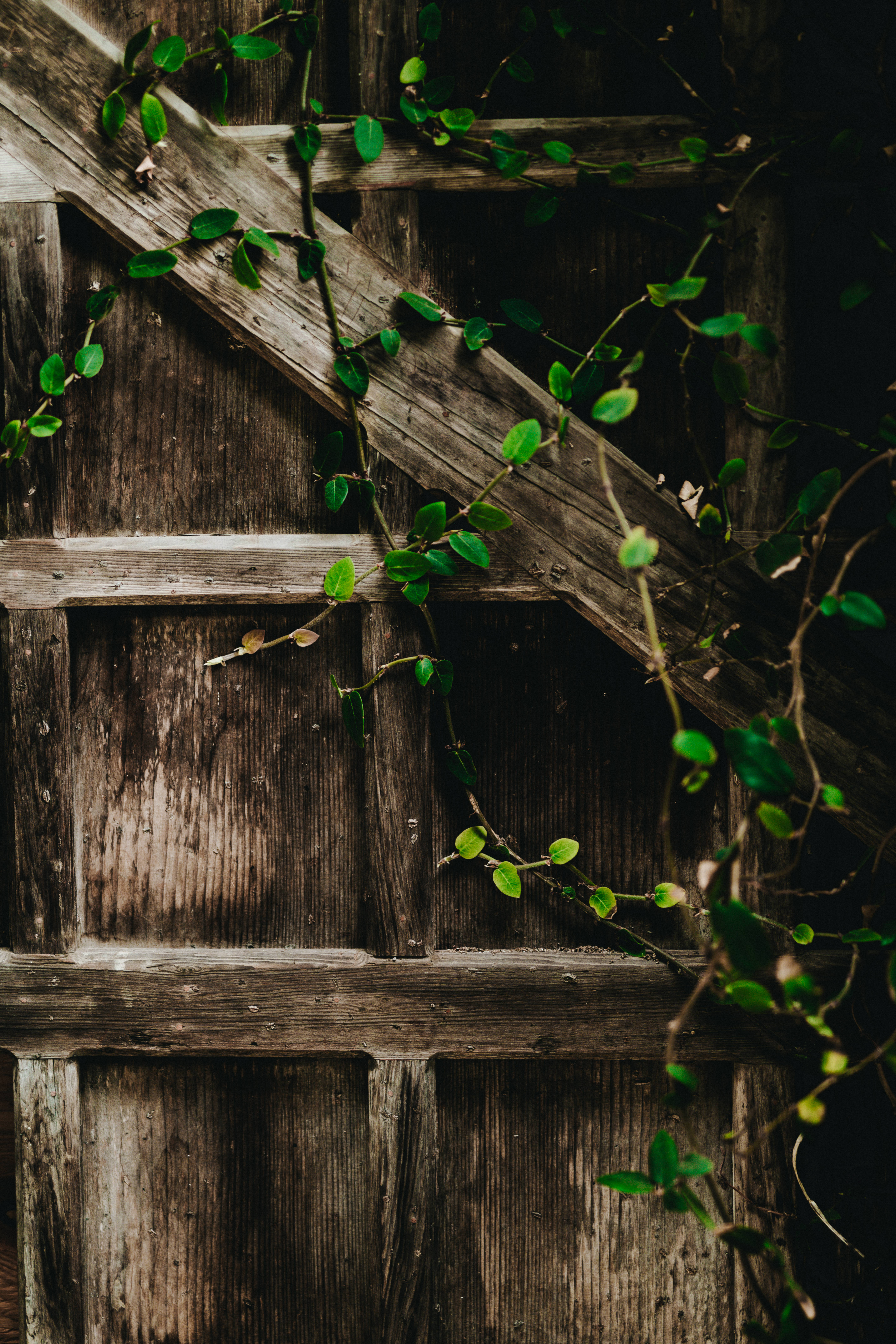 iPad Pro, wooden fence, vines, 5K Phone Wallpaper