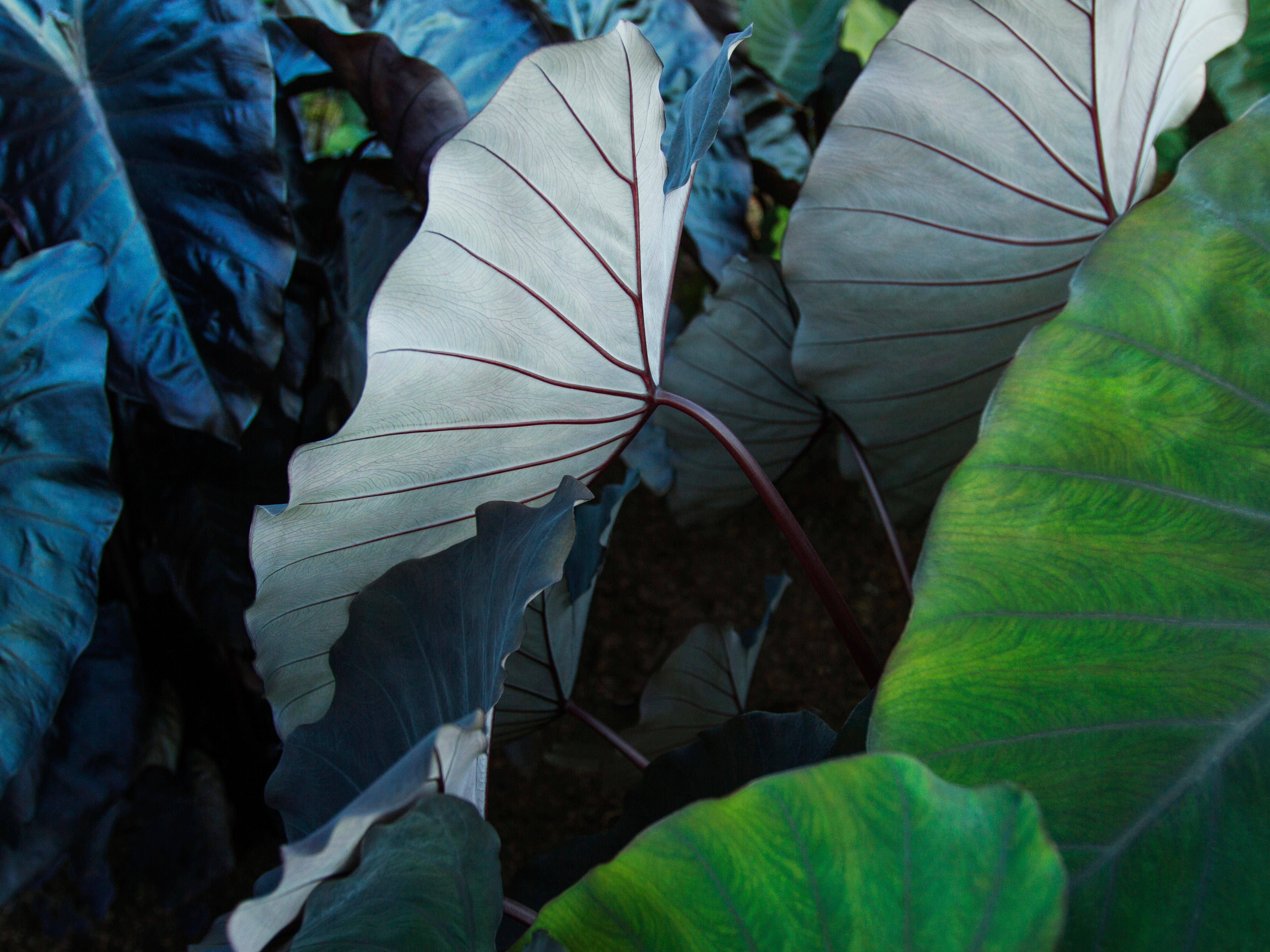iPad Pro, tropical leaves, silver veins, 5K Desktop Wallpaper