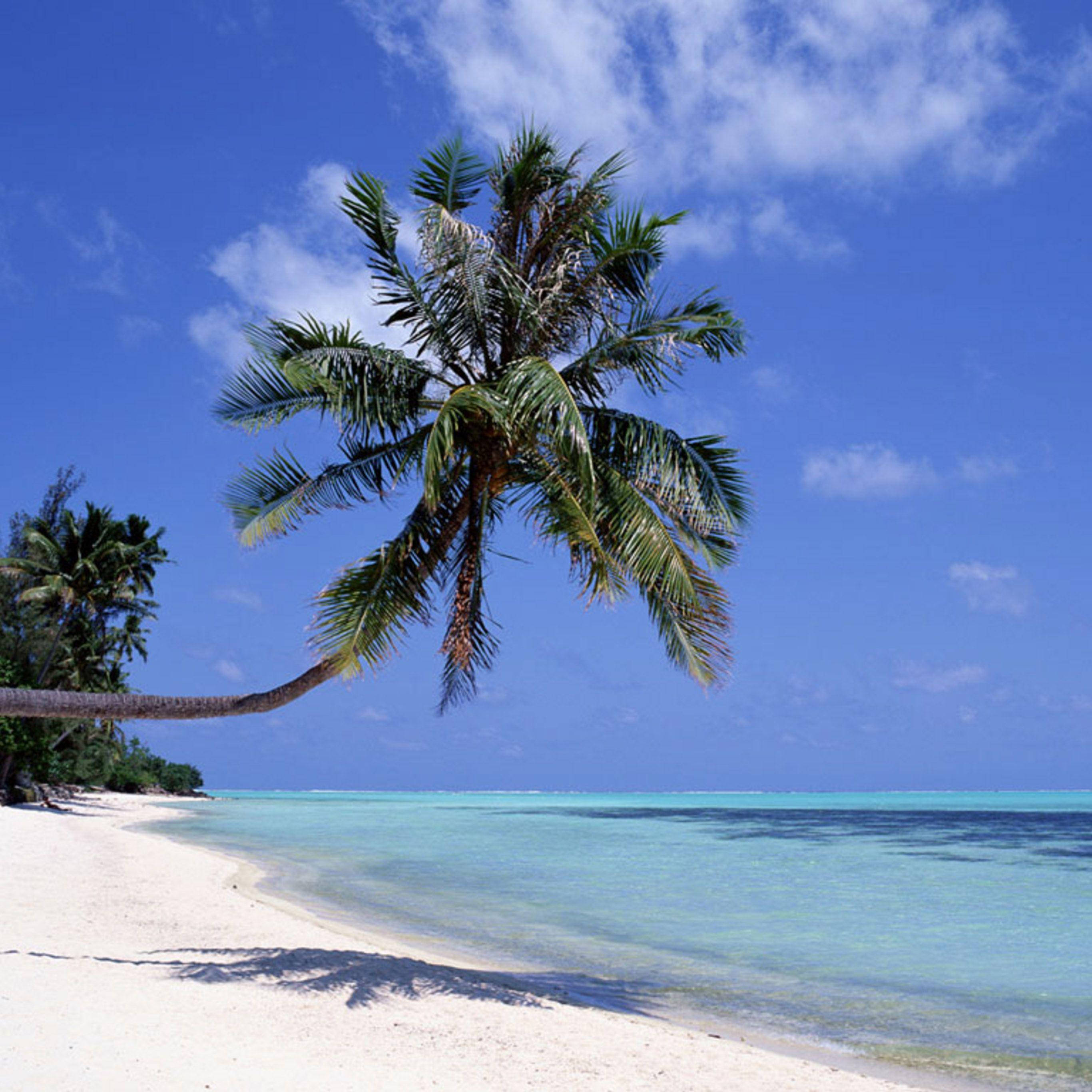 iPad Pro, palm tree, sandy beach, 2K Desktop Wallpaper