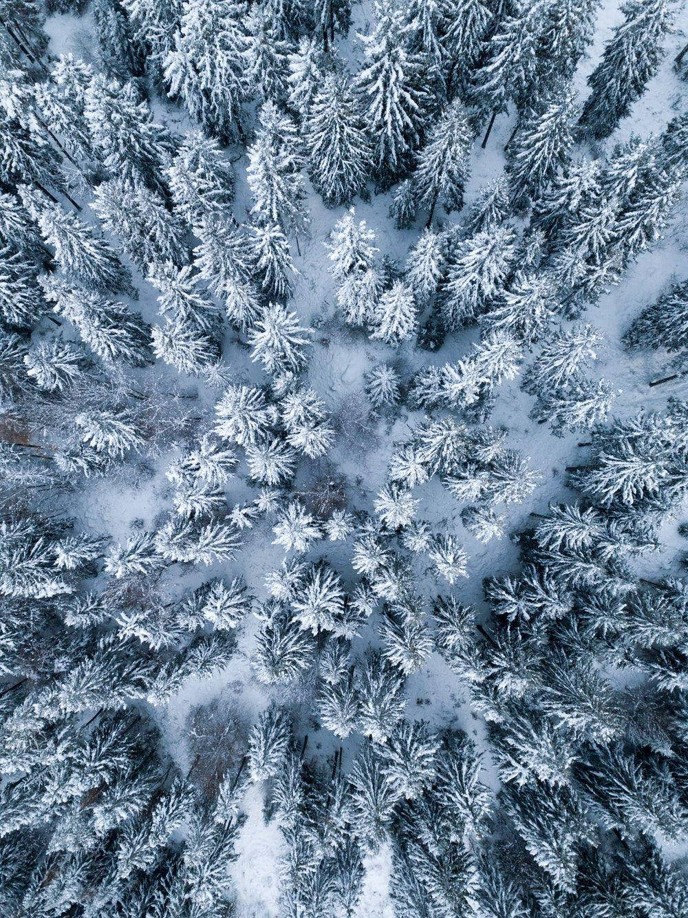 iPad Pro, snowy forest, pine trees, HD Phone Wallpaper