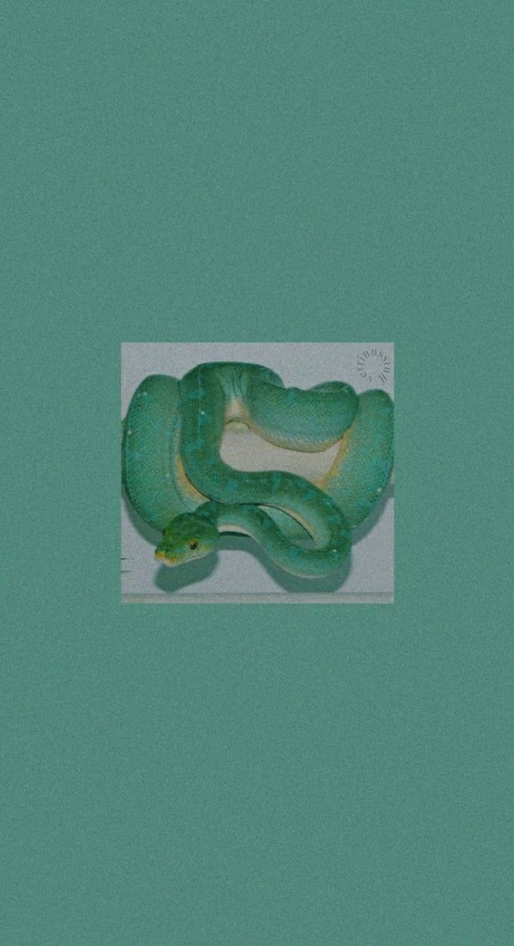 iPhone 11 Green, green snake, white surface, HD Phone Wallpaper