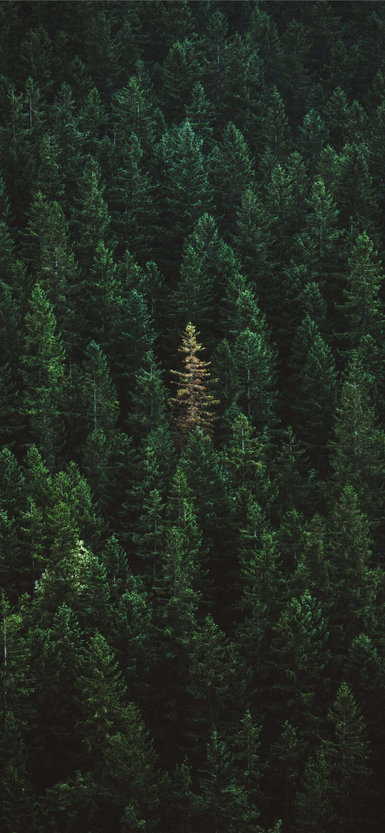 iPhone 11, Green Forest, pine forest, 2K Phone Wallpaper