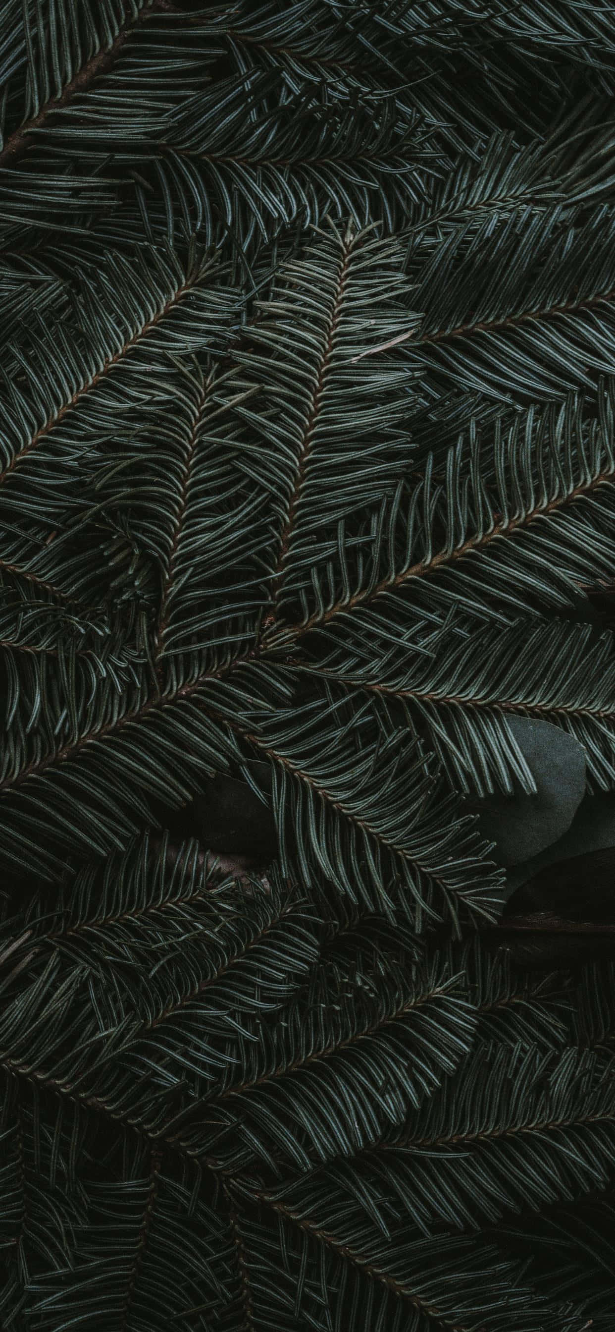 iPhone 11 Green, pine needles, dark green, 2K Phone Wallpaper