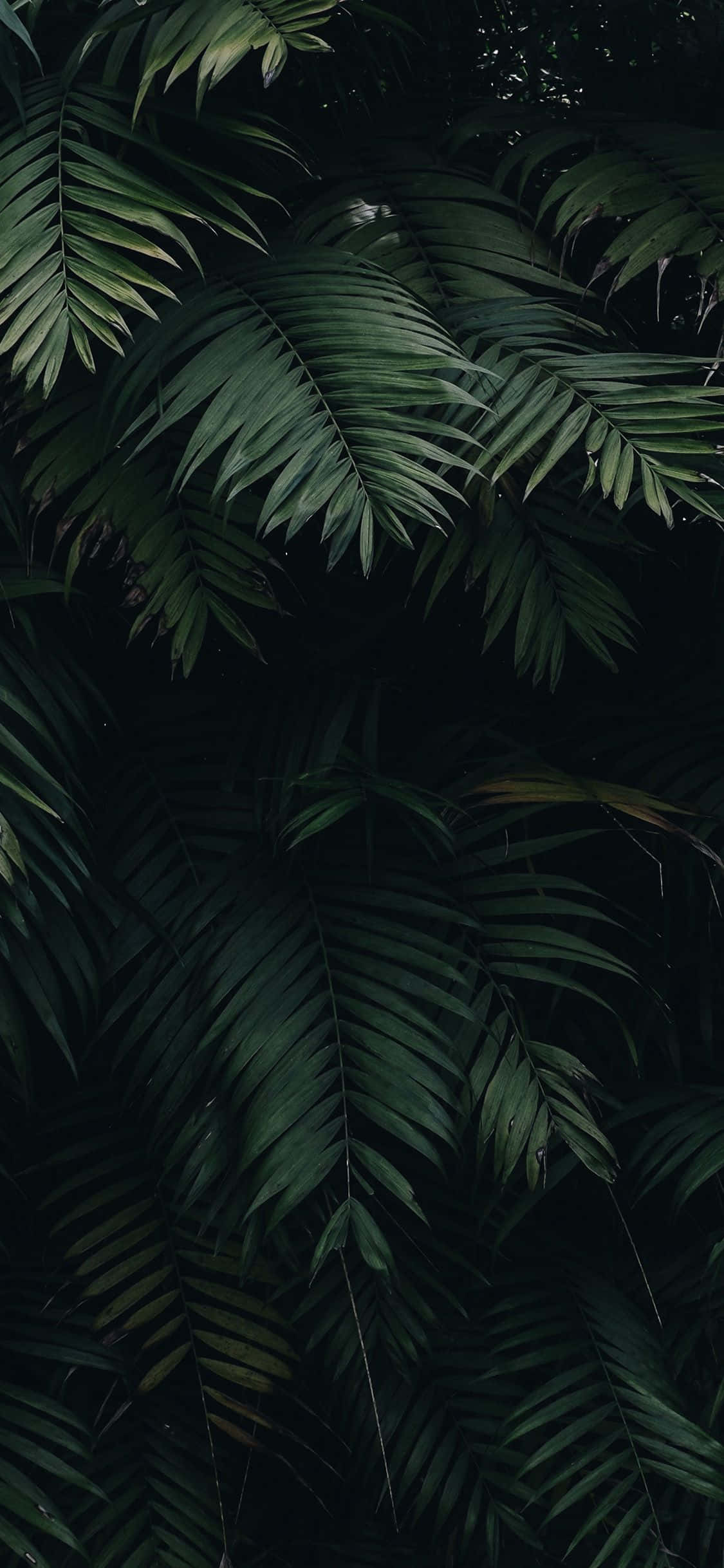 iPhone, green, tropical palm fronds, Full HD Phone Wallpaper
