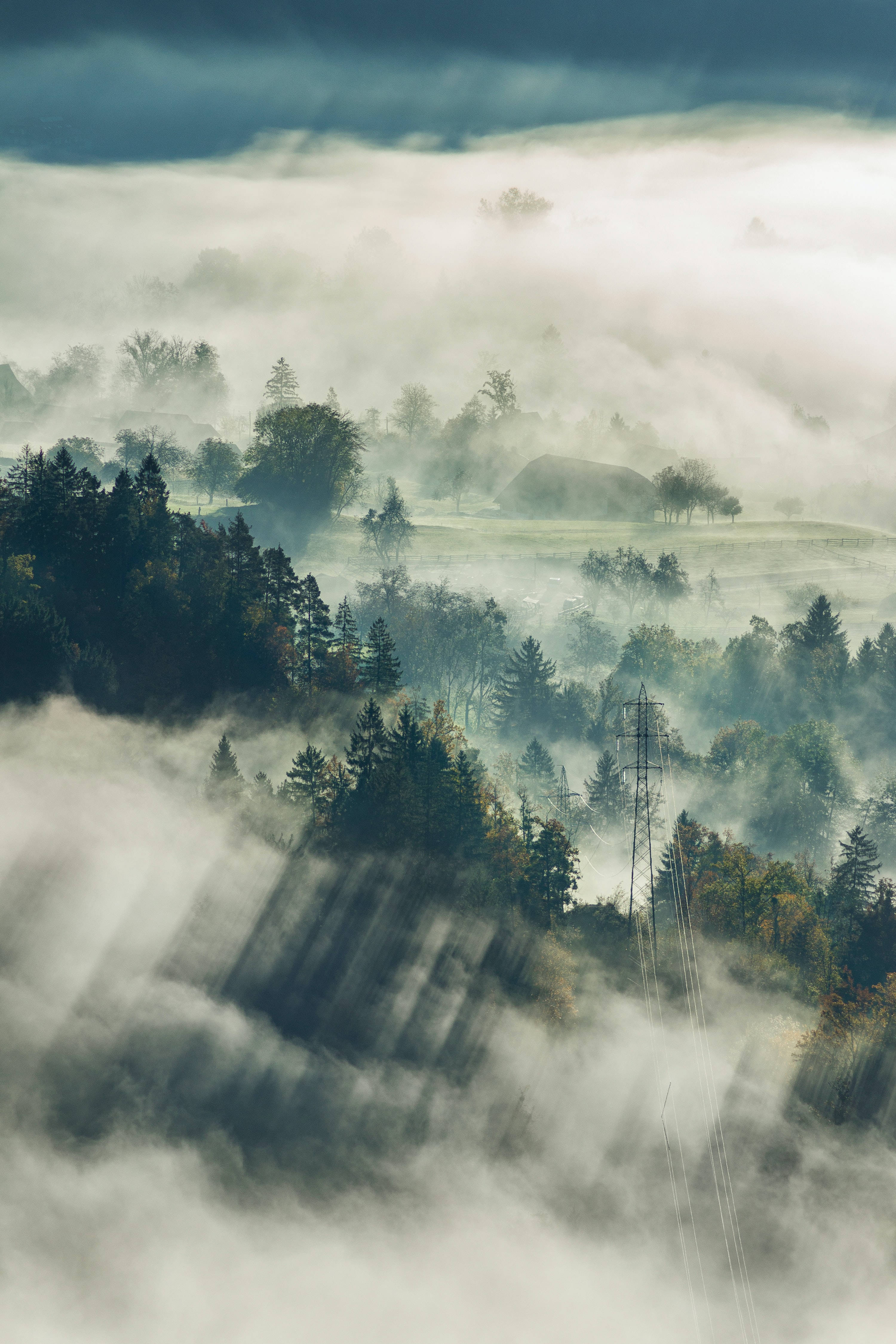 iPhone 11 Pro Max, foggy forest, misty valley, 4K Phone Wallpaper