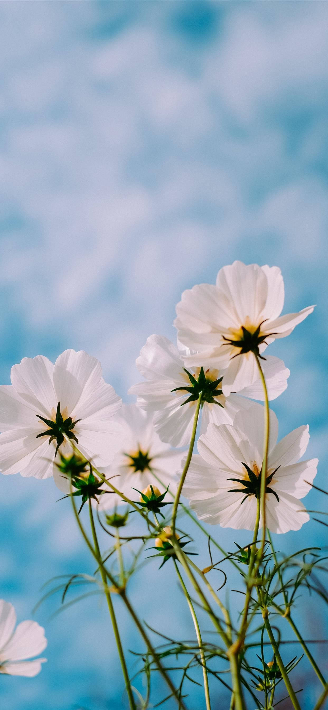 iPhone 11 Pro Max, white cosmos flowers, soft blue sky, 2K Phone Wallpaper
