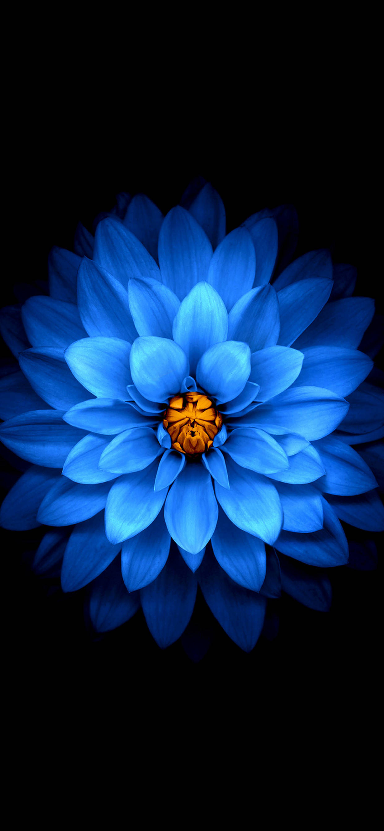 iPhone 11 Pro Max, blue dahlia, glowing orange center, 2K Phone Wallpaper