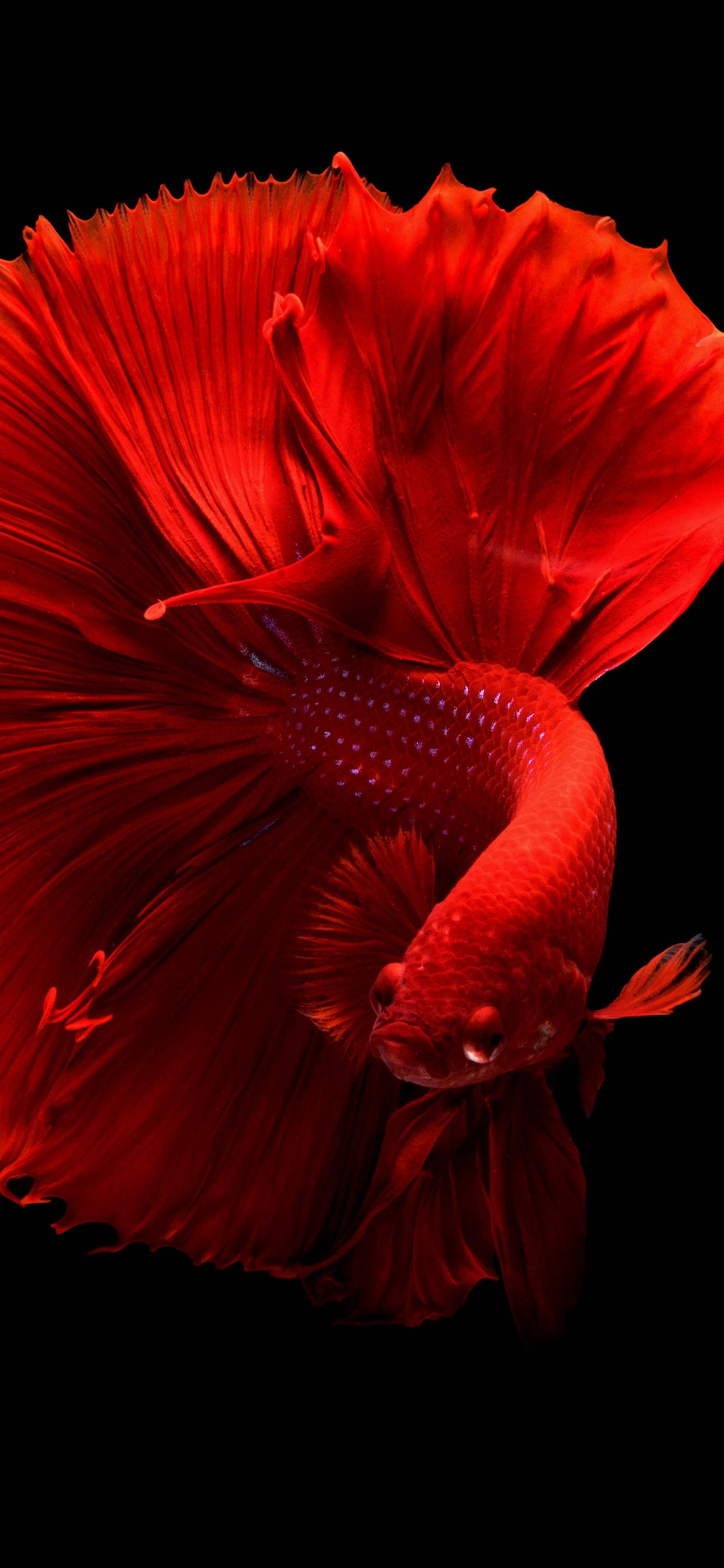 iPhone 11 Pro Red, betta, red betta fish, 2K Phone Wallpaper