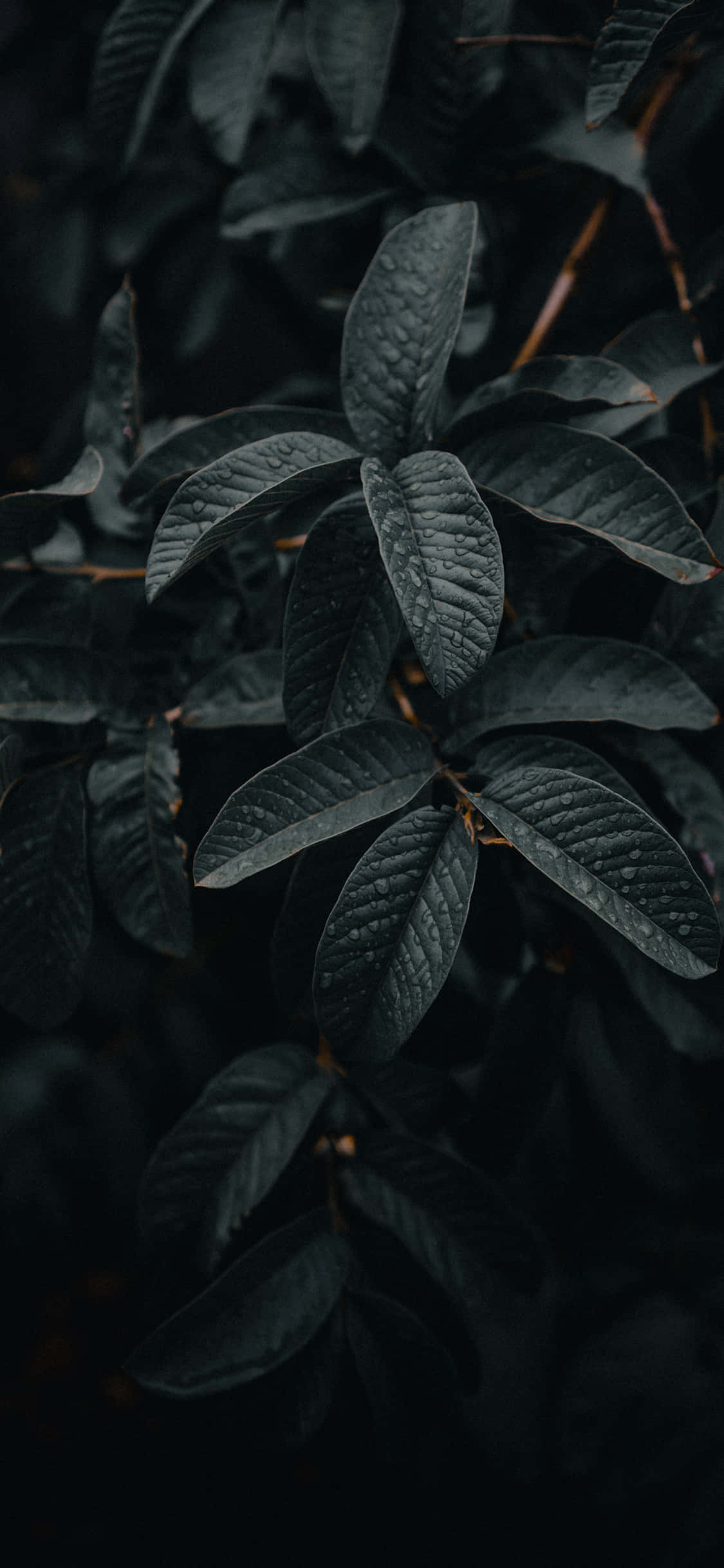 iPhone 11 Pro, black, glossy, Full HD Phone Wallpaper