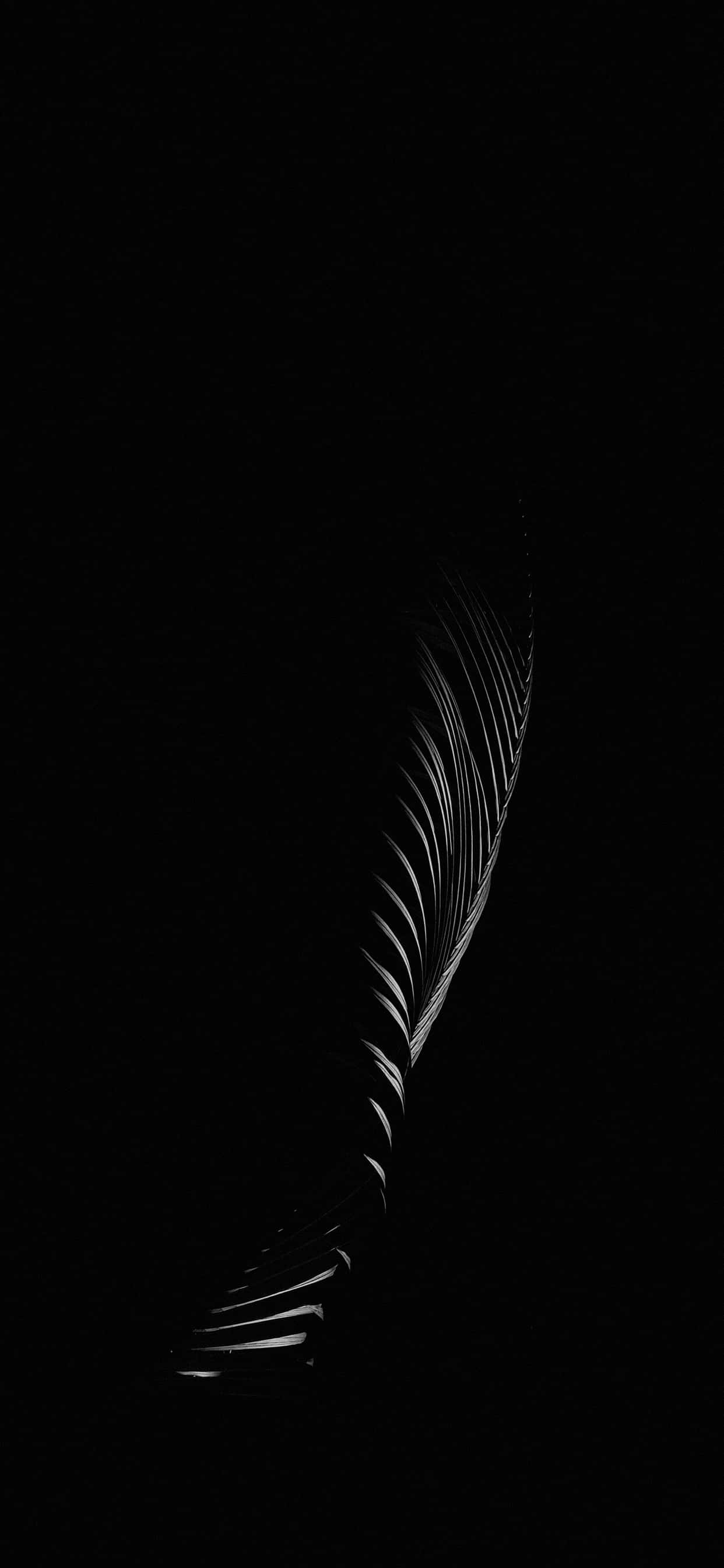 iPhone 11 Pro, black, palm frond, 2K Phone Wallpaper