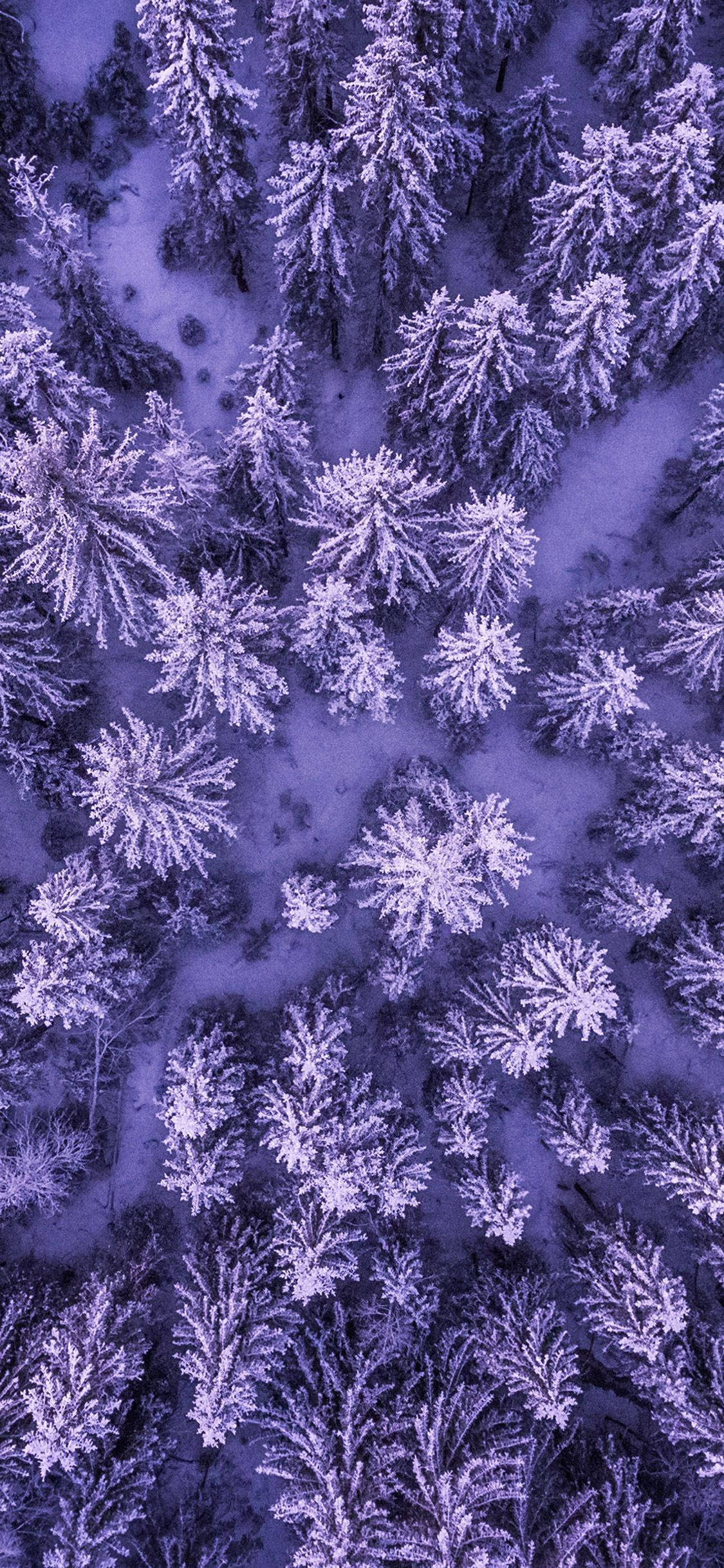 iPhone 11, purple, snow-covered pine trees, Full HD Phone Wallpaper