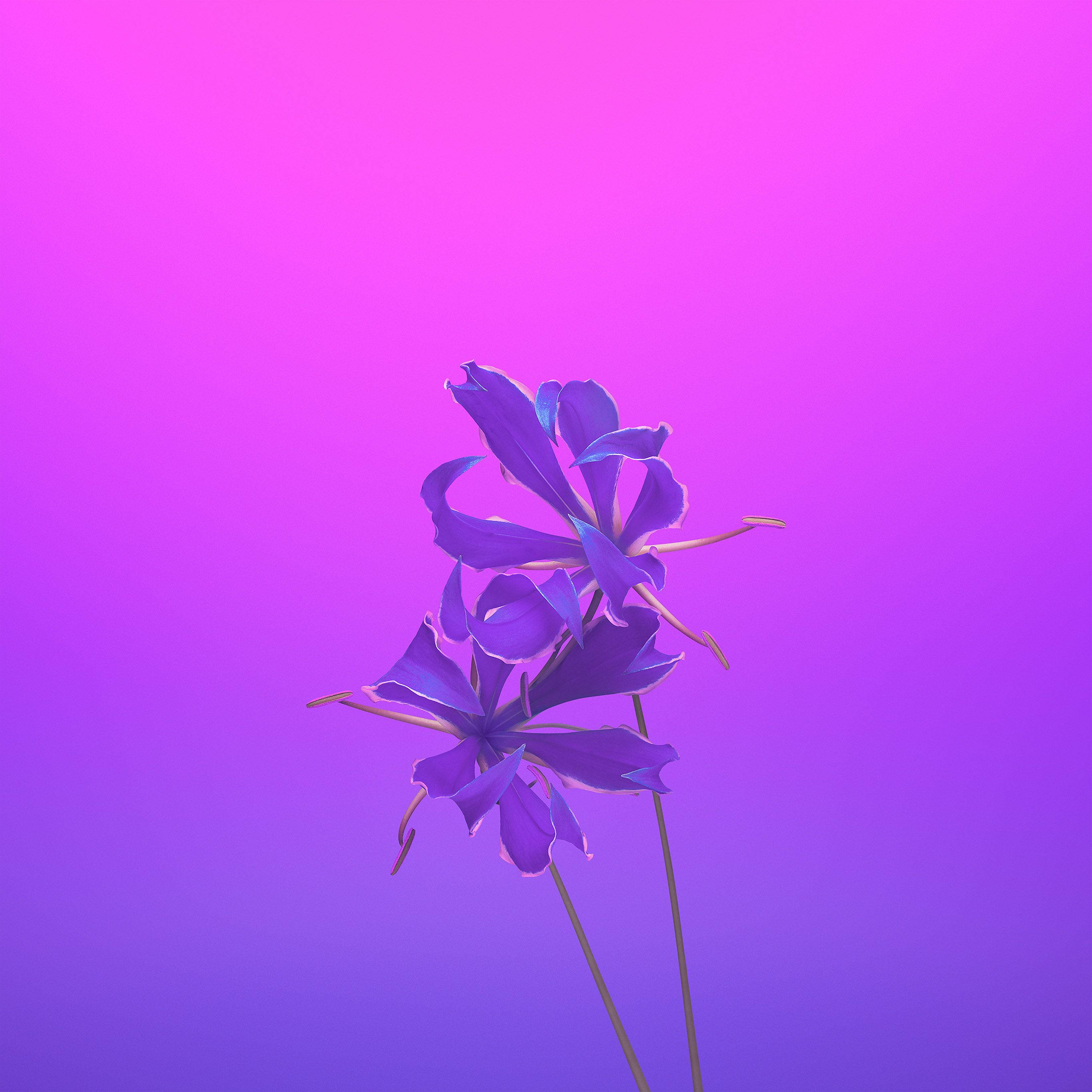 iPhone 11 Purple, purple flowers, gradient pink to purple, 2K Desktop Wallpaper