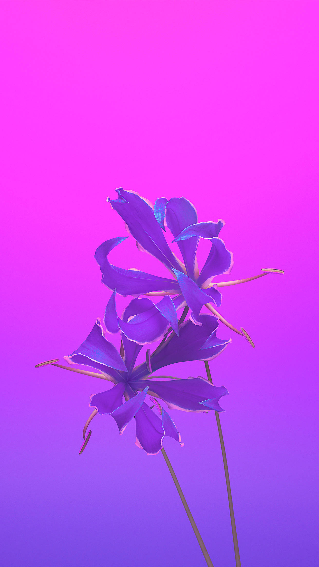 iPhone 11, purple, gradient pink to purple, Full HD Phone Wallpaper
