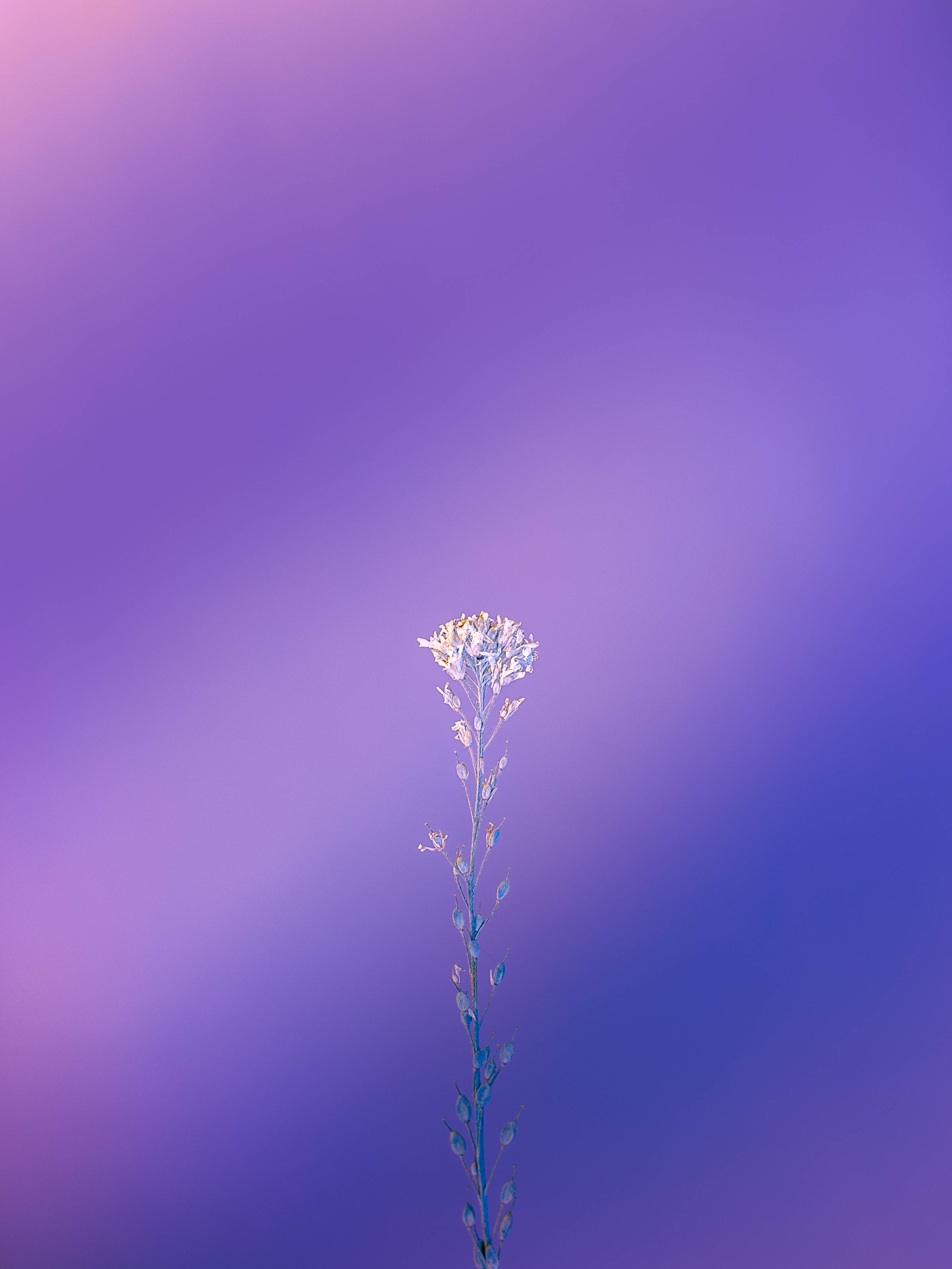 iPhone 11, Purple, Lavender, 4K Phone Wallpaper