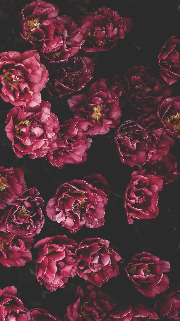 iPhone 11, red flowers, burgundy peonies, HD Phone Wallpaper