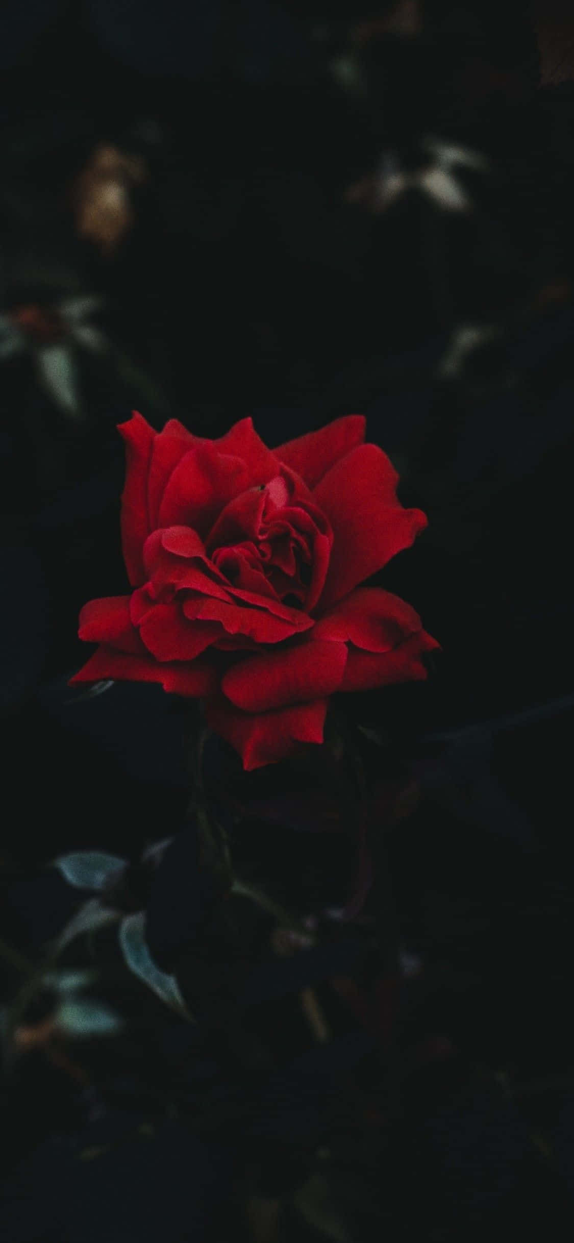 iPhone 11 Red, red rose, deep shadowed background, Full HD Phone Wallpaper