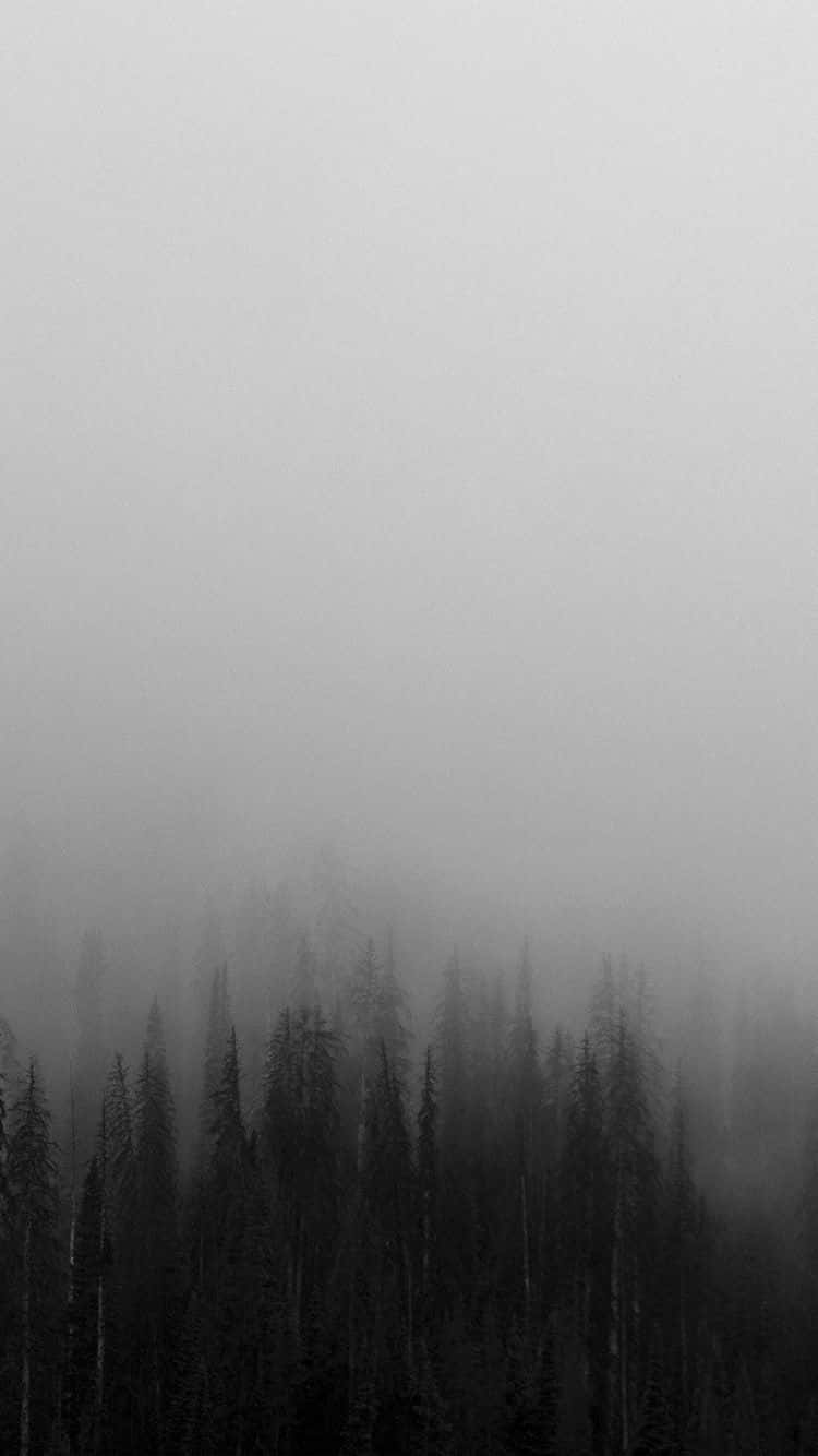 white minimalist iPhone, monochrome forest, tall pine trees, HD Phone Wallpaper