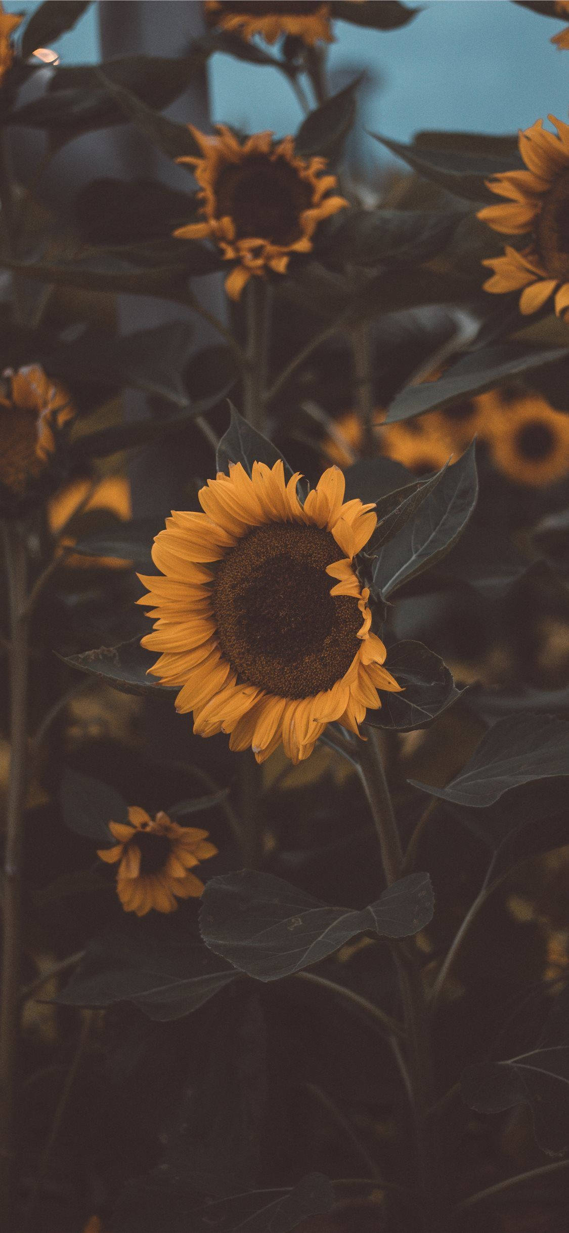 iPhone 11, sunflower, dusky blue sky, Full HD Phone Wallpaper