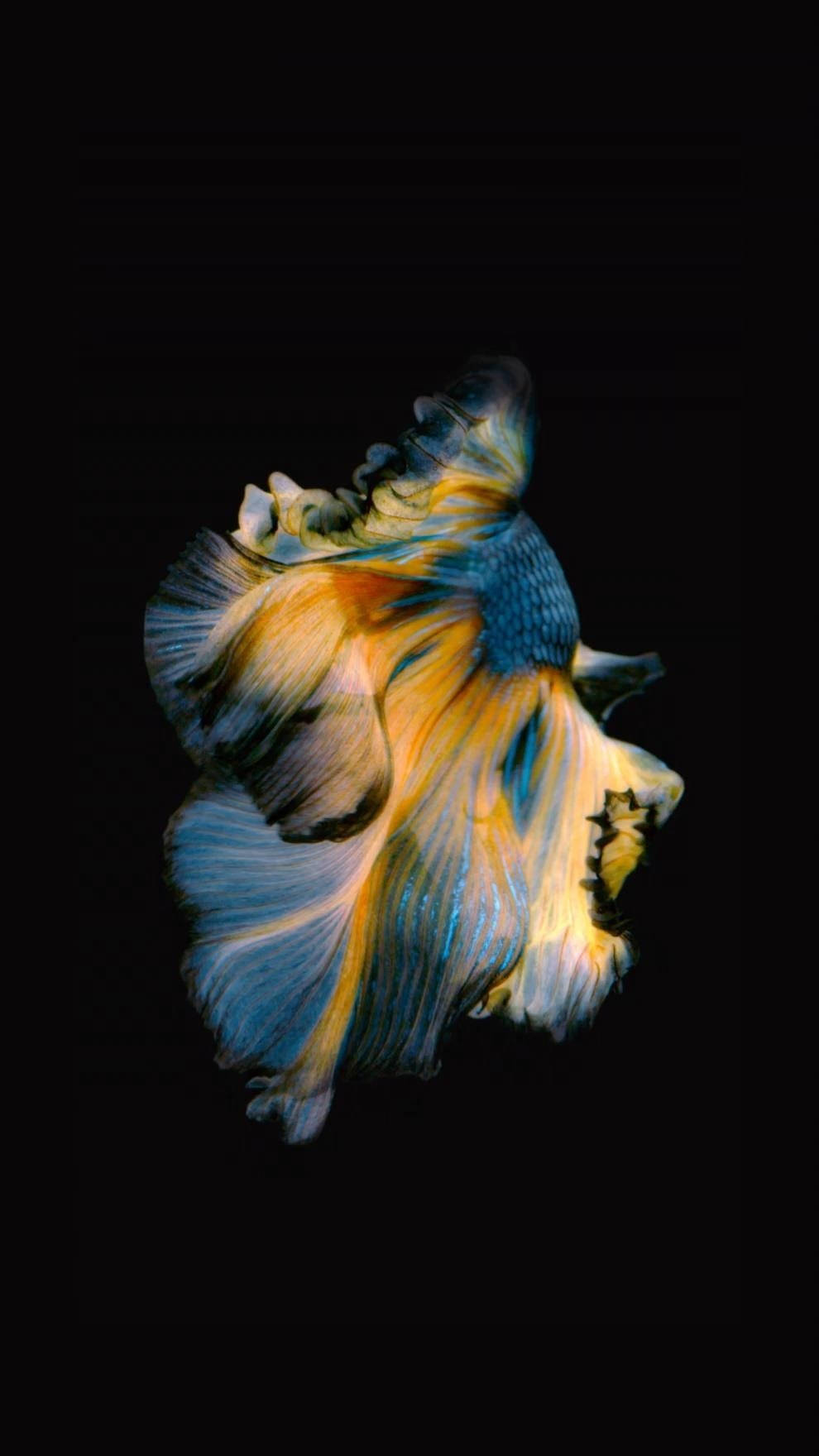 iPhone 11, betta fish, blue and orange fins, HD Phone Wallpaper