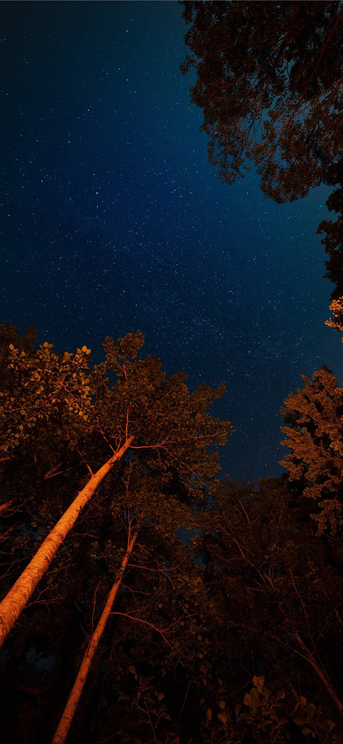 iPhone 11, night sky, forest, Full HD Phone Wallpaper