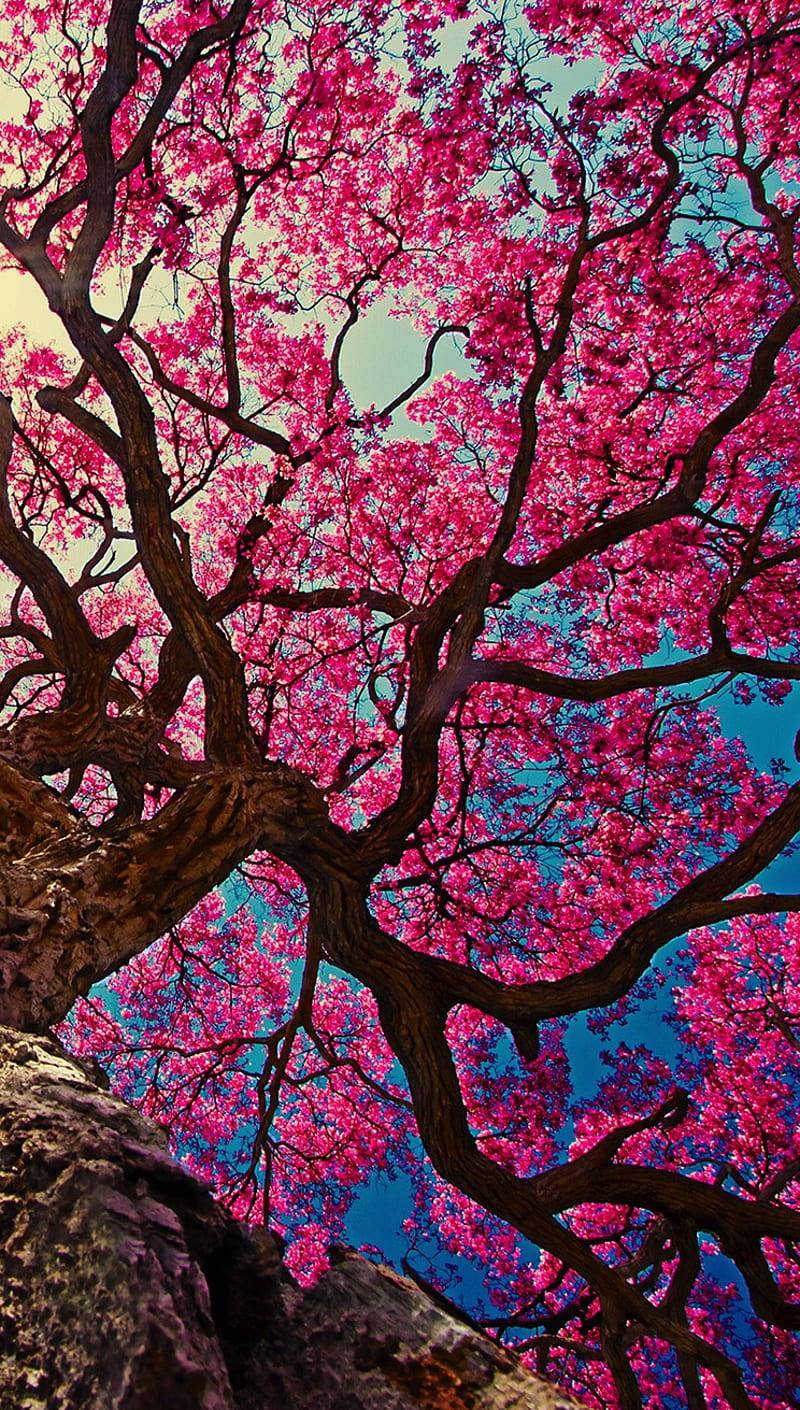 iPhone 11, cherry blossoms, pink flowering tree, HD Phone Wallpaper