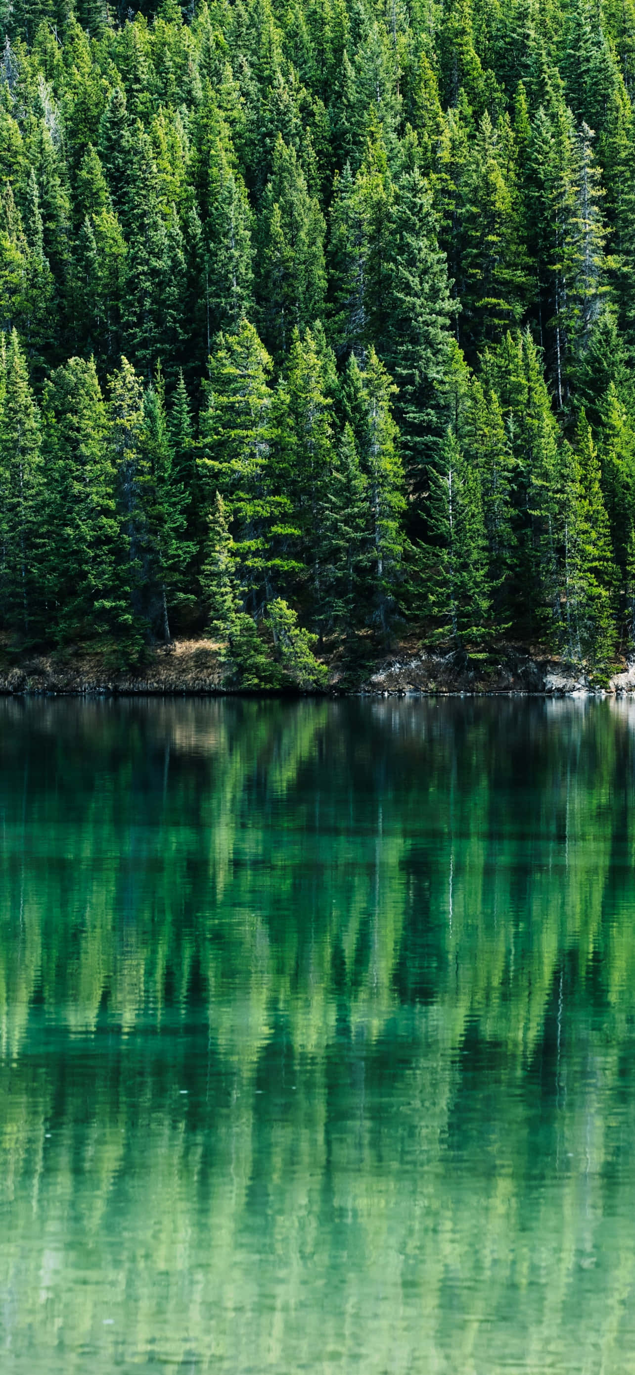 iPhone 12 Pro Max, serene lake, dense forest, 2K Phone Wallpaper