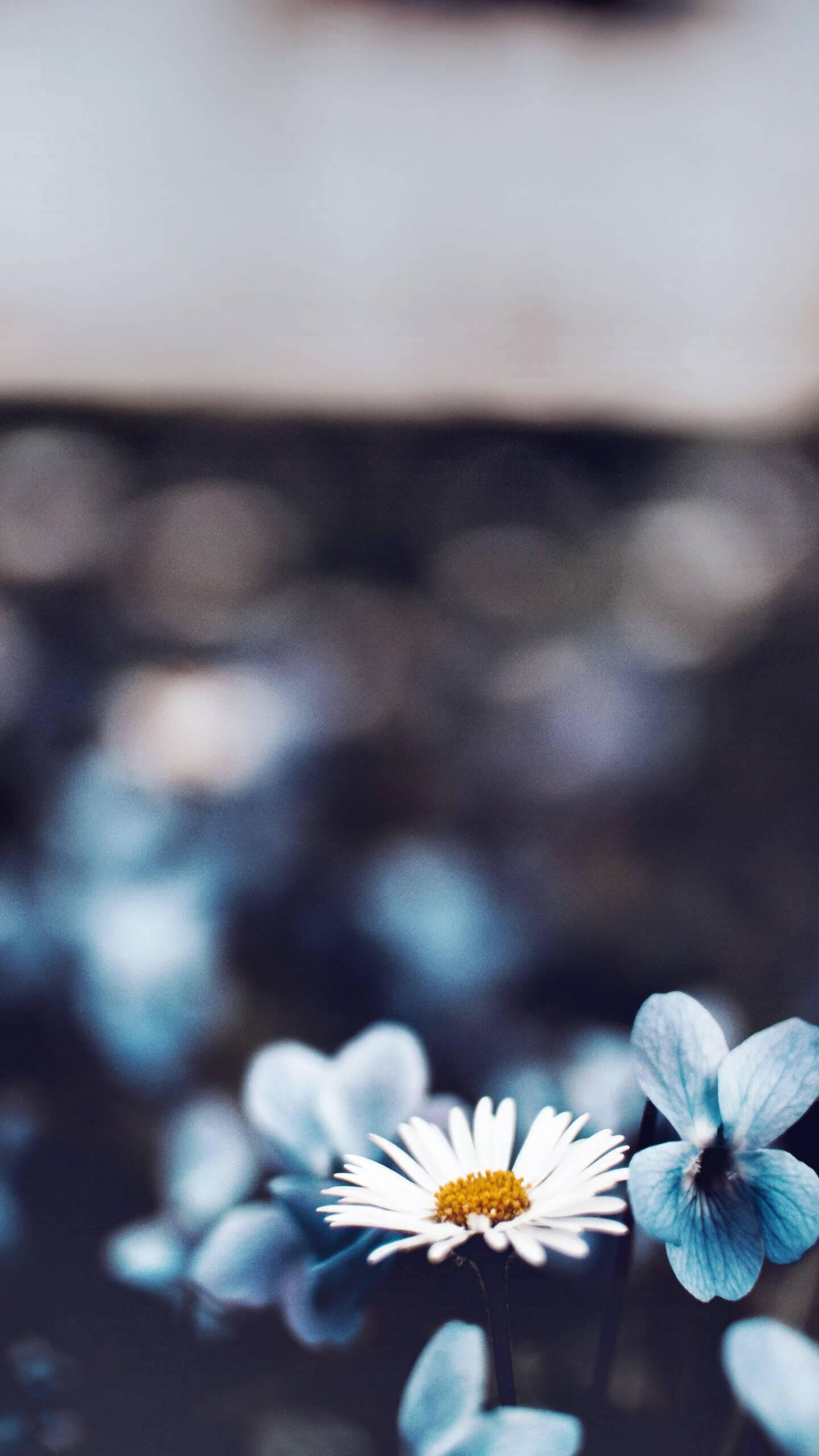 iPhone 12 Pro Max, white daisy, yellow center, 2K Phone Wallpaper