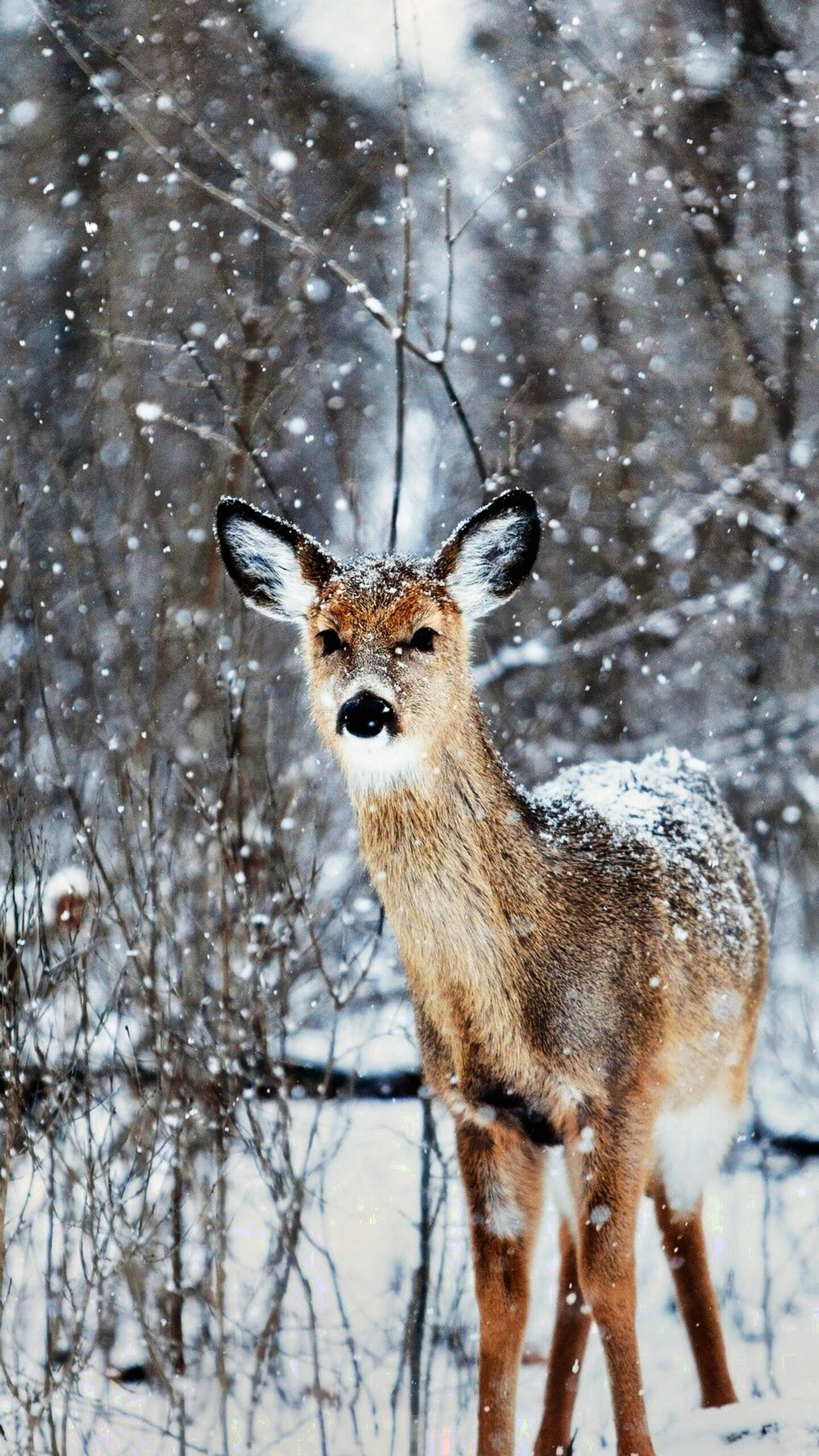 iPhone 12 Pro Max, deer, snowy forest, 2K Phone Wallpaper