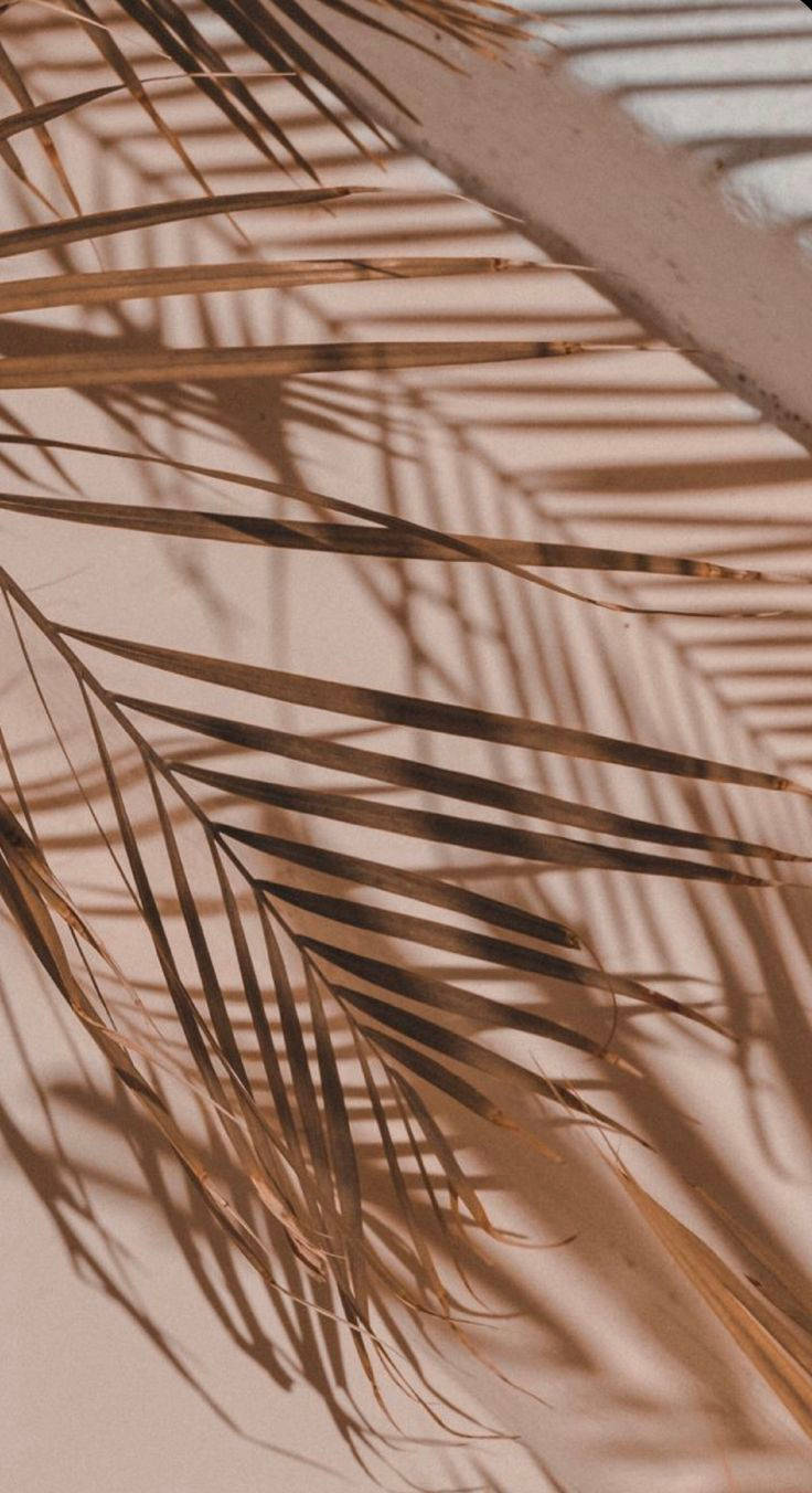 iPhone 12 Pro, palm leaves, golden palm frond shadows, HD Phone Wallpaper
