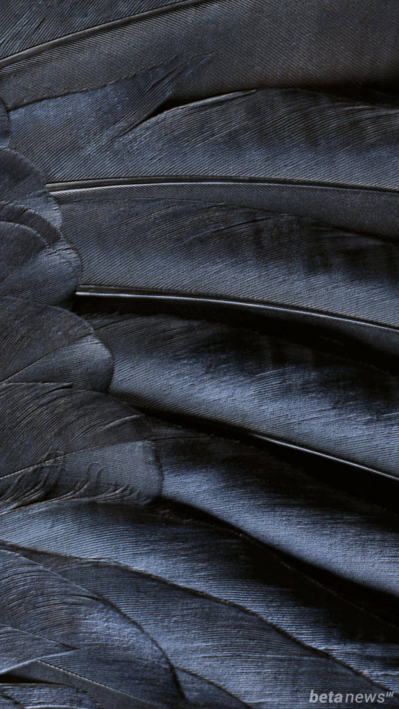 iPhone Stock, black, feathers, SD Phone Wallpaper