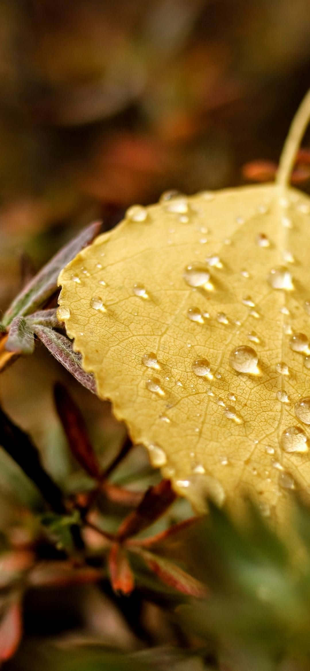 iPhone 13 Mini, golden autumn leaf, dewdrops, Full HD Phone Wallpaper