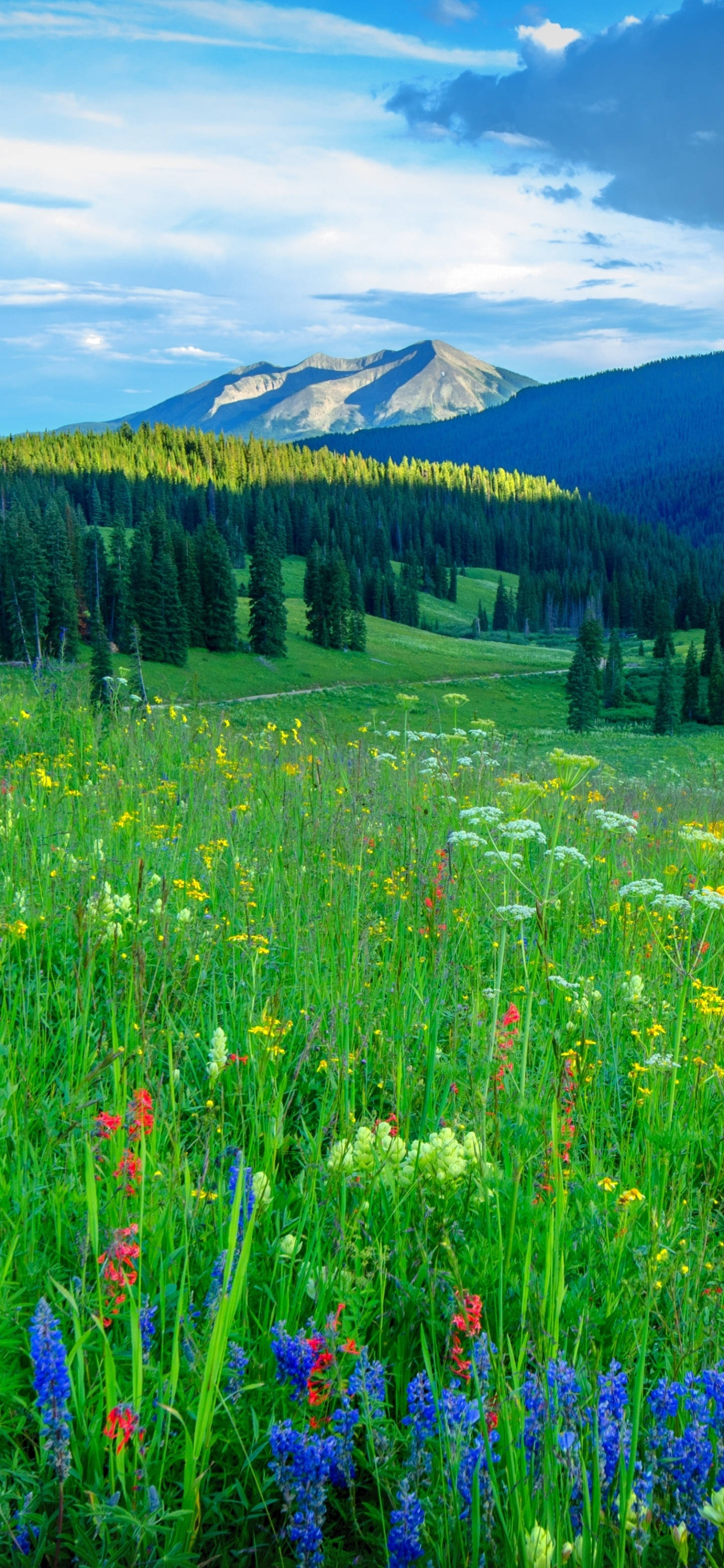 iPhone 13 Pro, nature green fields, sunlit meadow, 2K Phone Wallpaper
