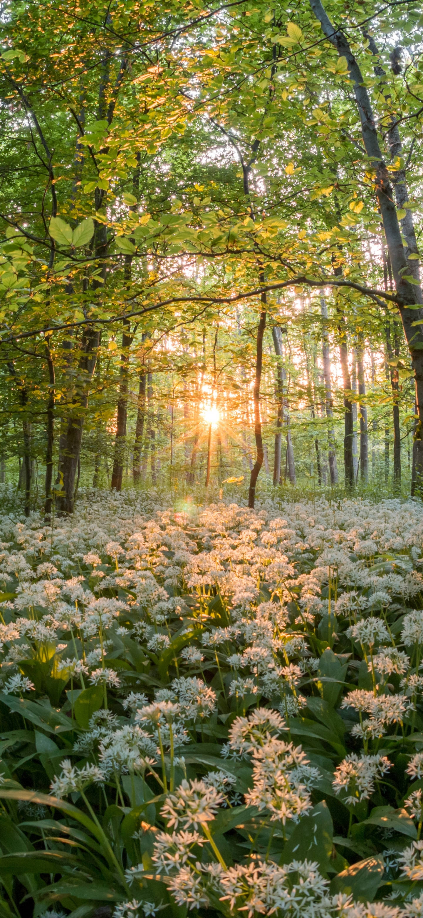 iPhone 13 Pro, white wildflowers, forest canopy, 2K Phone Wallpaper
