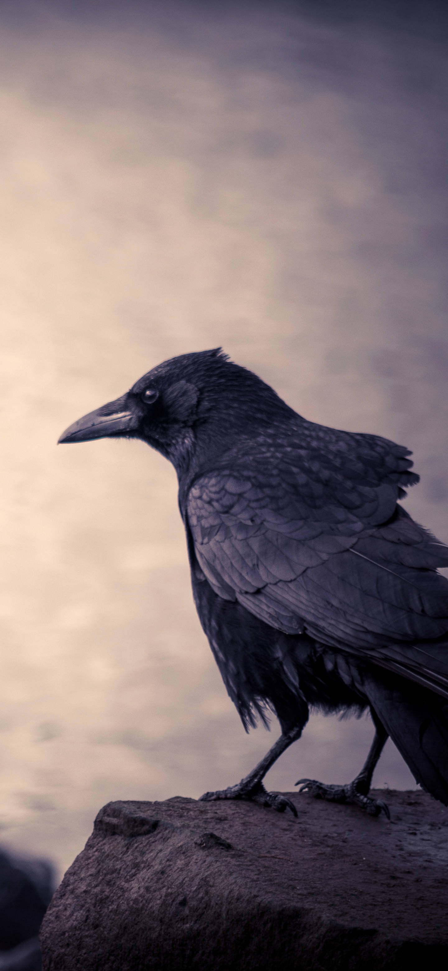 iPhone 13 Pro, black raven, rough stone, 2K Phone Wallpaper