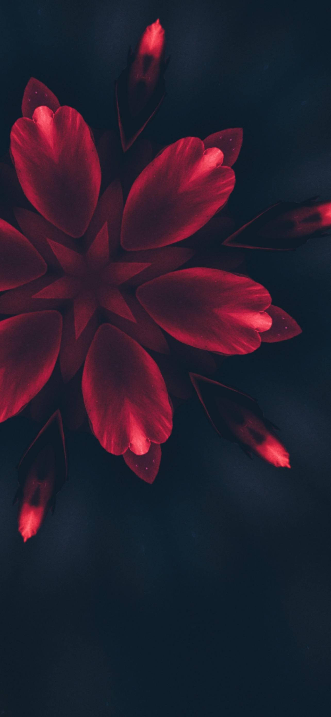 iPhone 14 Pro, red flower petals, glowing petals, 2K Phone Wallpaper